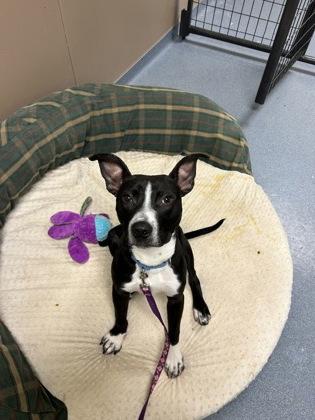 Enlarge Lumi, a Adoptable Mixed Breed in Maumee, OH image 3/3