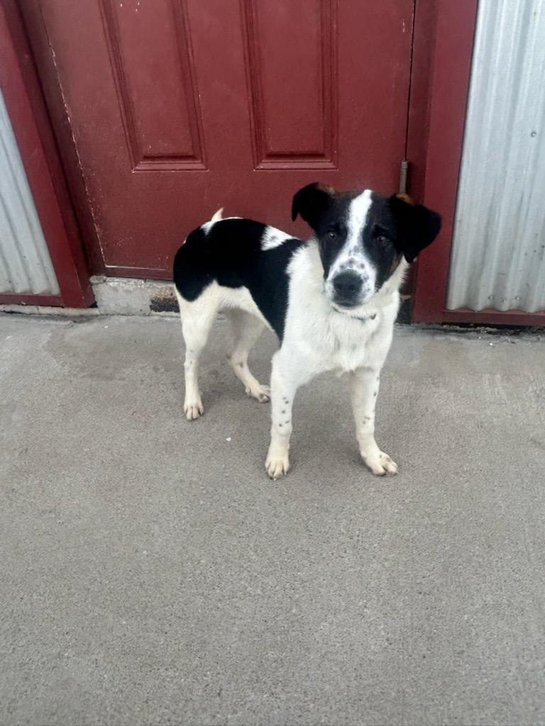 Enlarge Willie, a ADOPTABLE mixed breed in Lexington, KY image 2/2