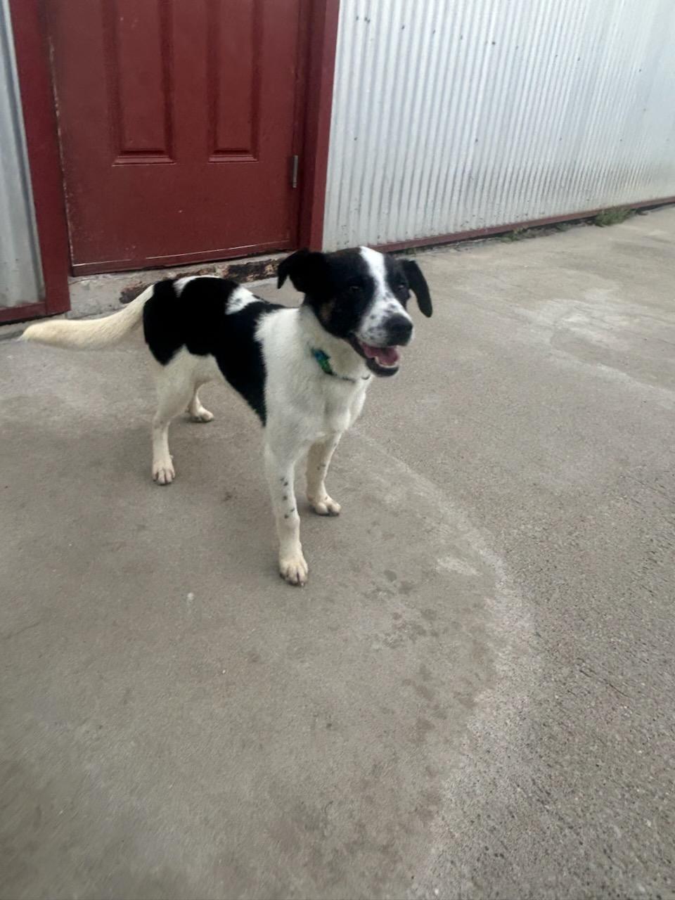 Willie, ADOPTABLE, Young Male Beagle & Labrador Retriever.