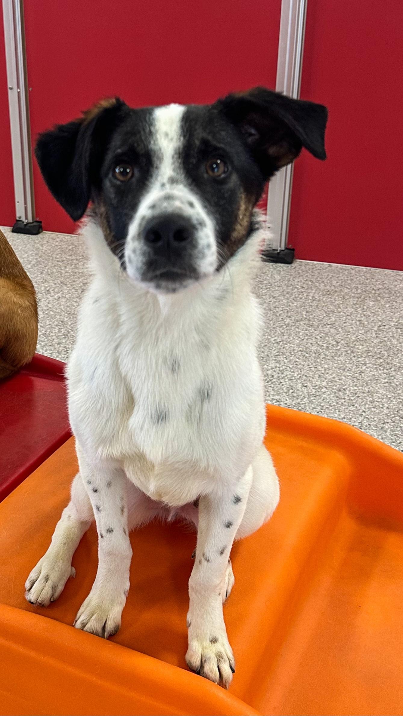 Enlarge Willie, a ADOPTABLE mixed breed in Lexington, KY image 3/3