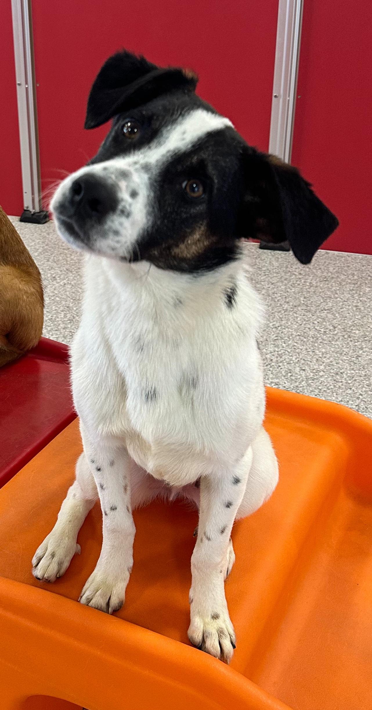 Enlarge Willie, a ADOPTABLE mixed breed in Lexington, KY image 2/3
