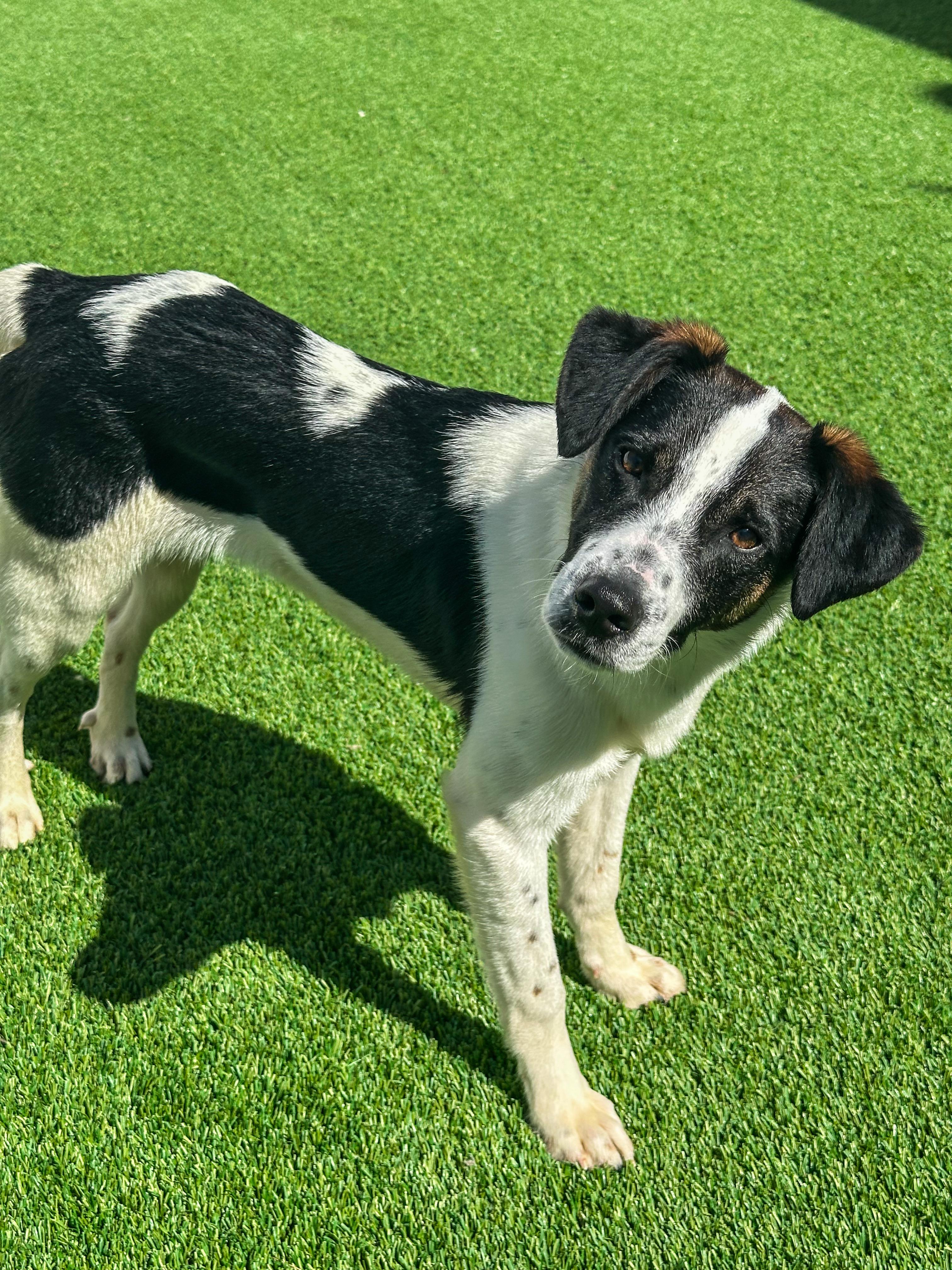 Willie, ADOPTABLE, Young Male Beagle & Labrador Retriever.