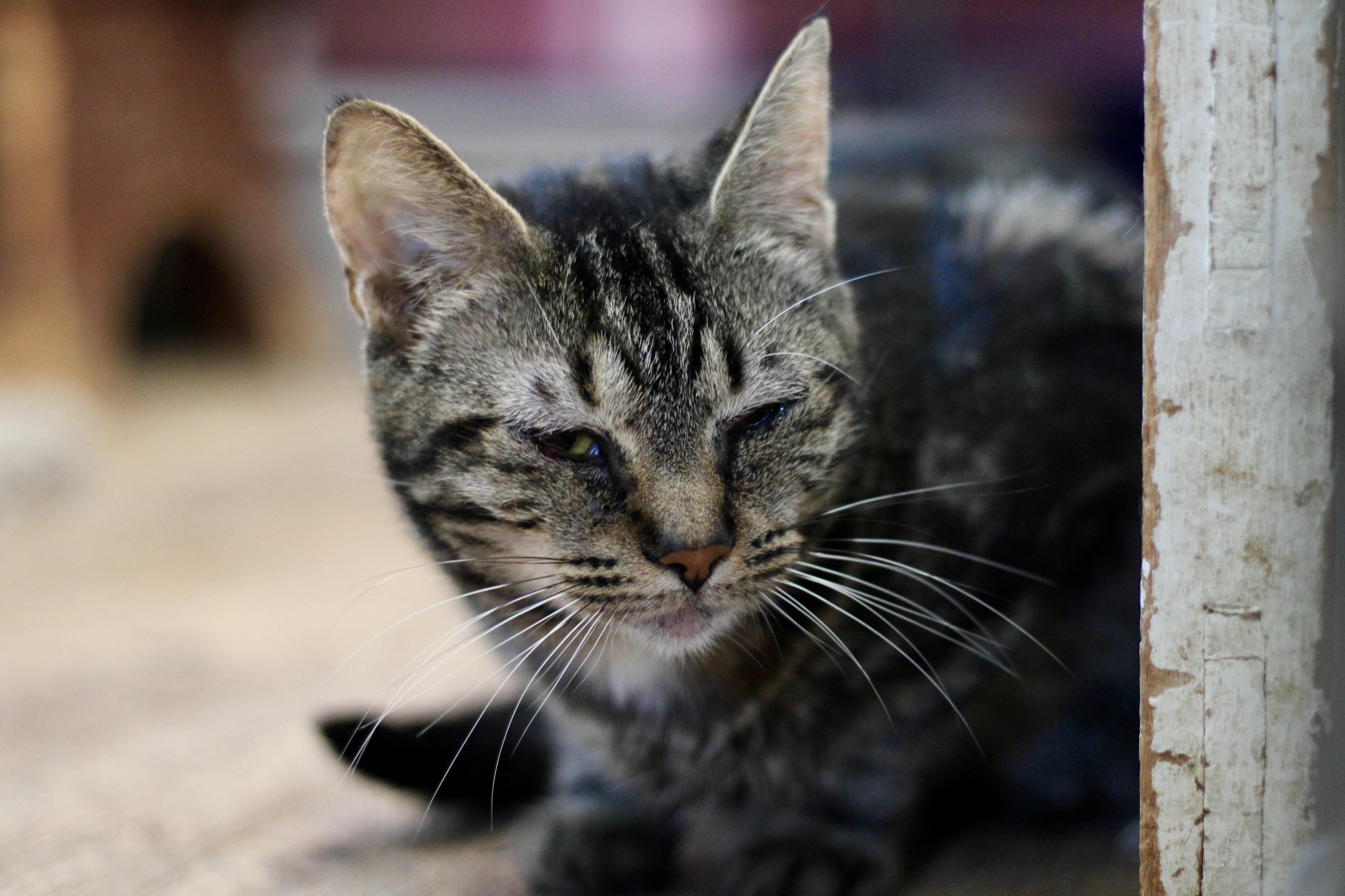 Tully (Indoor/Outdoor/Farm Kitty), Adopted, Adult Female Domestic Short Hair & Tabby.