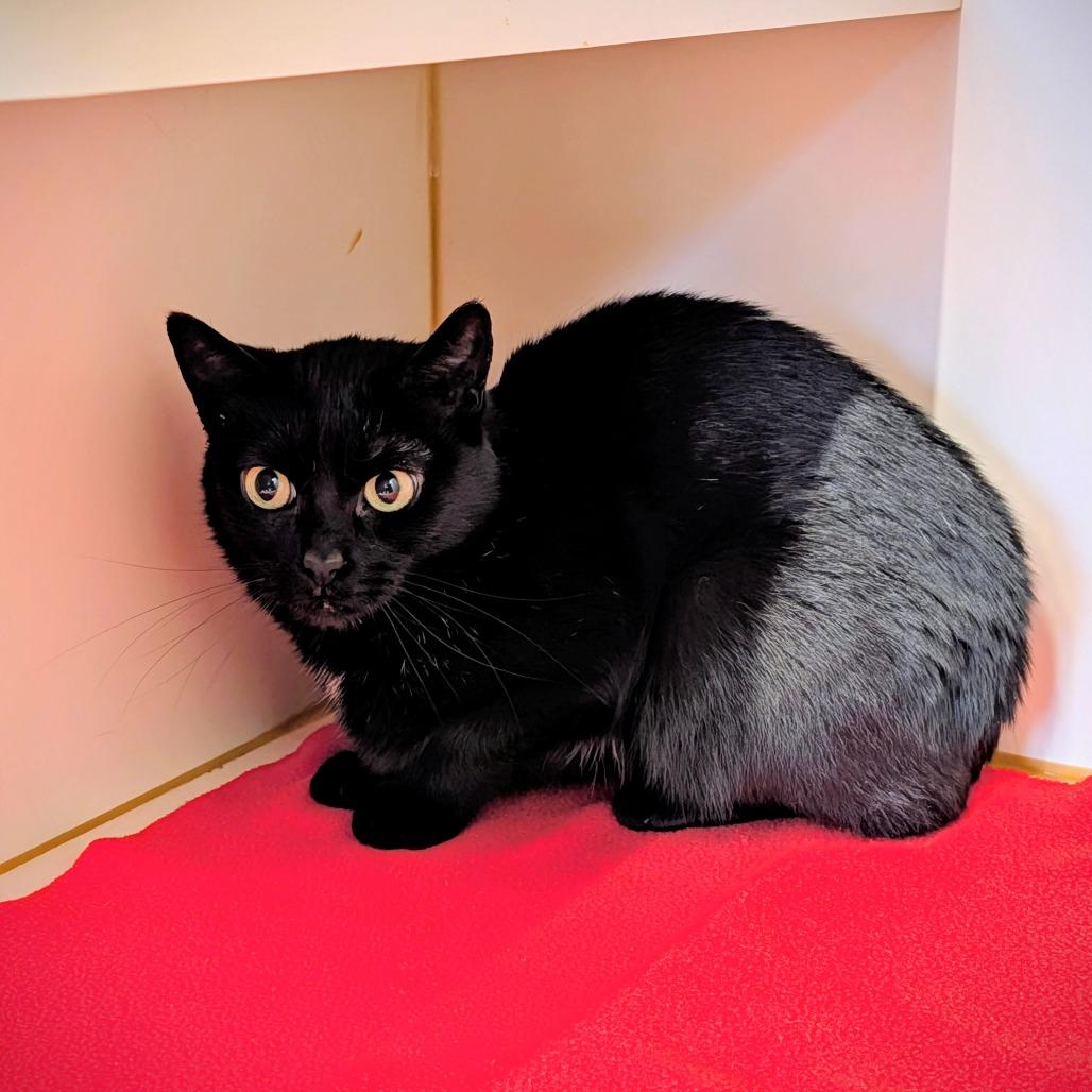Loki, Adoptable, Adult Female Domestic Short Hair.