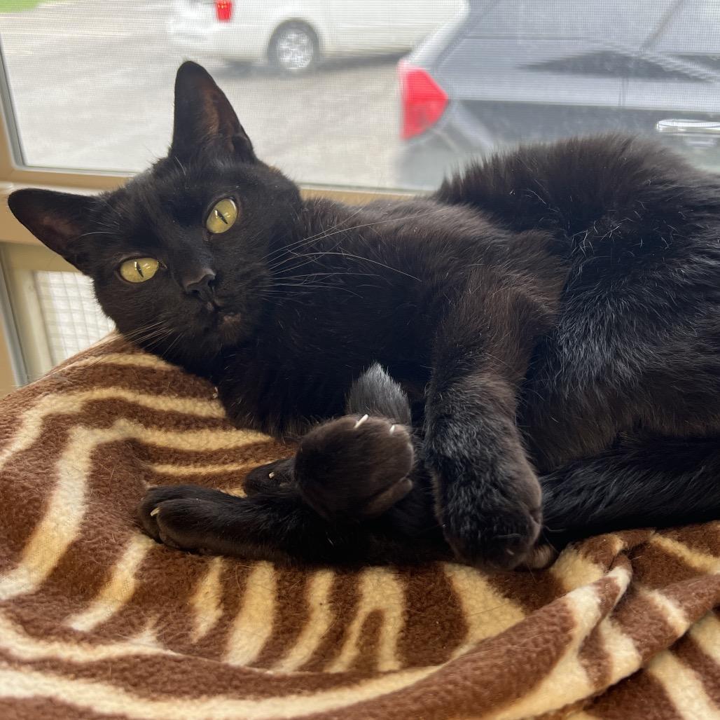 Enlarge Loki, a Adoptable Domestic Short Hair in Delaware, OH image 2/6