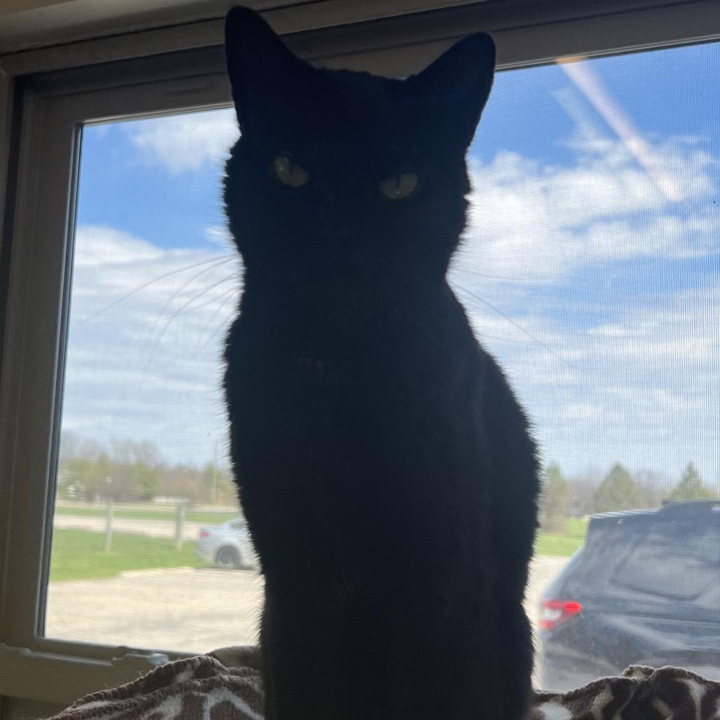 Enlarge Loki, a Adoptable Domestic Short Hair in Delaware, OH image 3/6