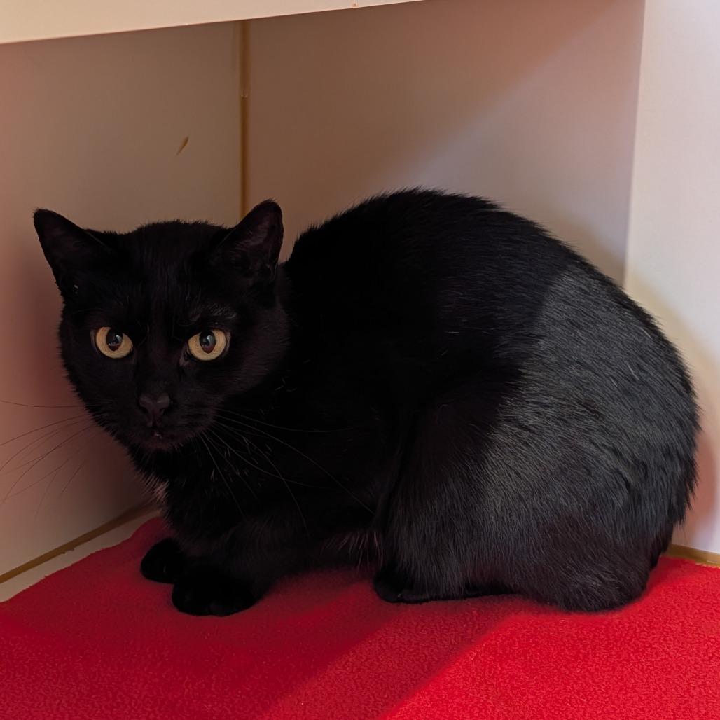 Enlarge Loki, a Adoptable Domestic Short Hair in Delaware, OH image 4/6