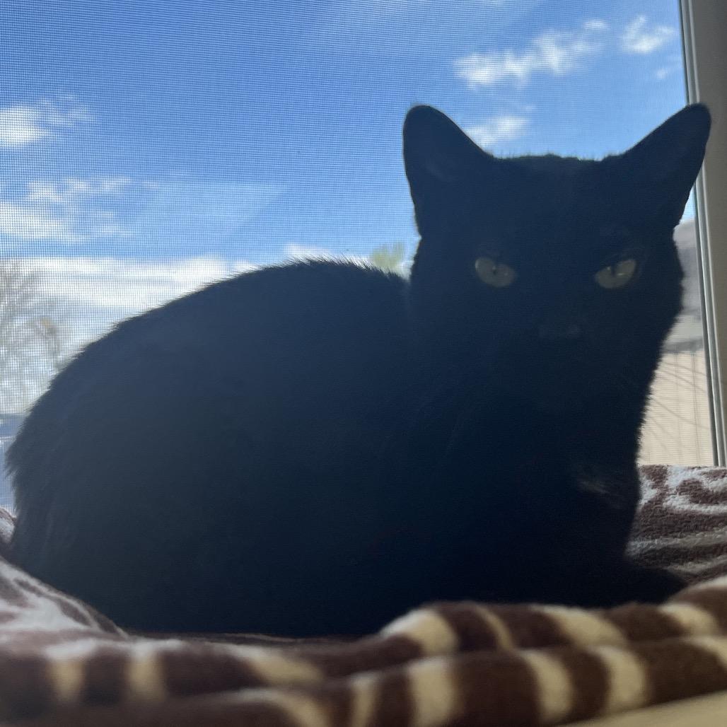 Enlarge Loki, a Adoptable Domestic Short Hair in Delaware, OH image 5/6