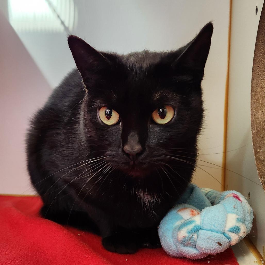 Enlarge Loki, a Adoptable Domestic Short Hair in Delaware, OH image 6/6