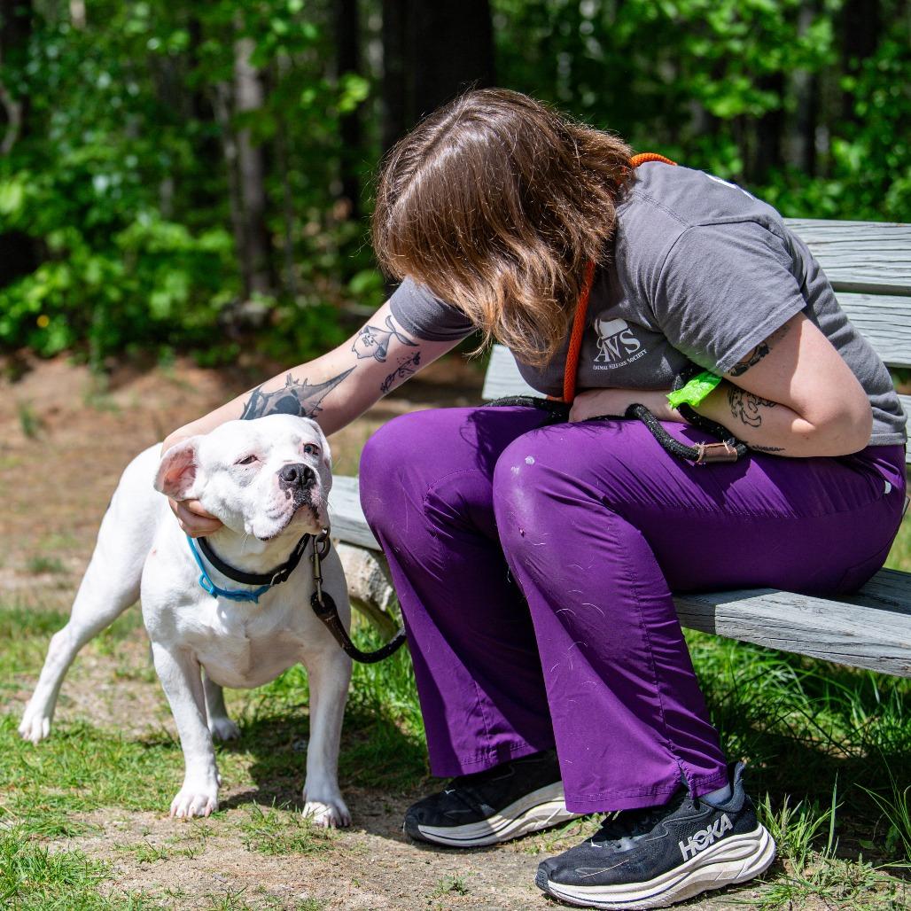Odette, a Adoptable Mixed Breed in Kennebunk, ME image 1/6