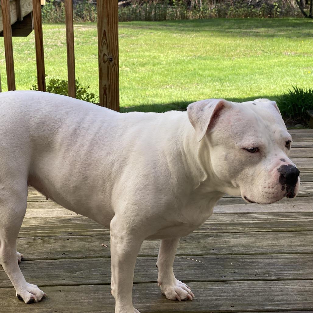 Odette, a Adoptable Mixed Breed in Kennebunk, ME image 2/6