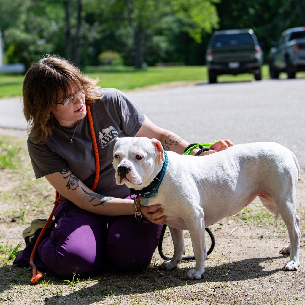 Odette, a Adoptable Mixed Breed in Kennebunk, ME image 3/6