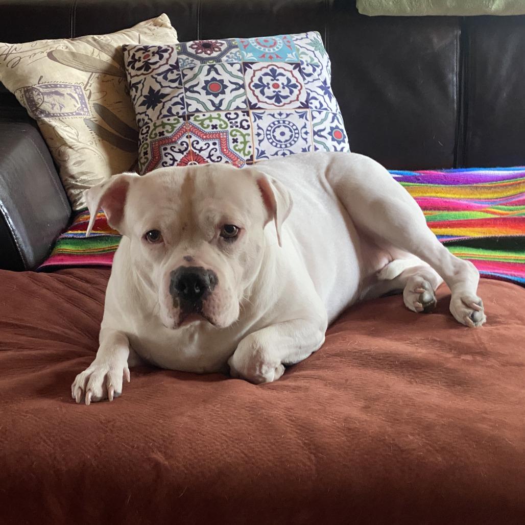 Odette, a Adoptable Mixed Breed in Kennebunk, ME image 4/6