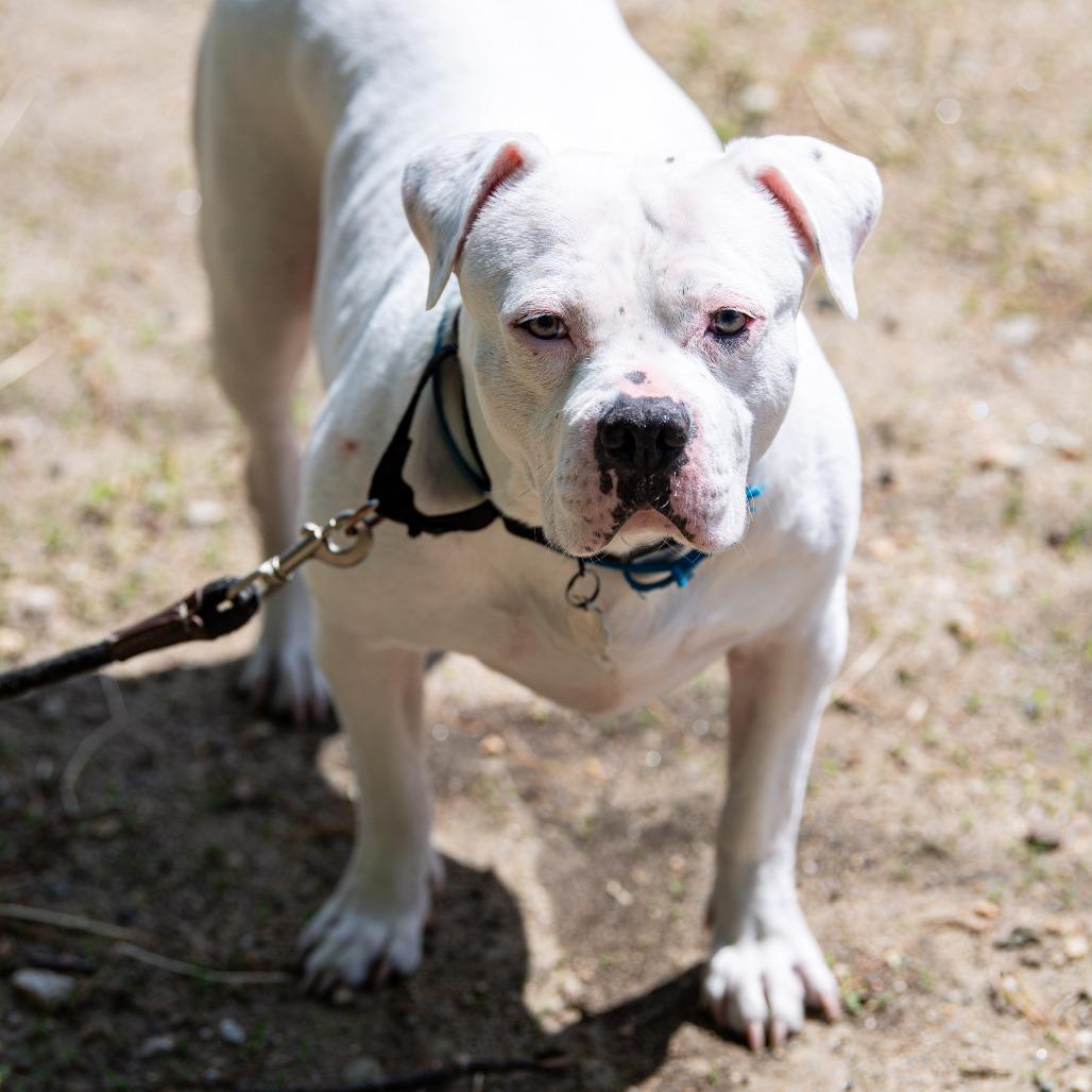 Odette, a Adoptable Mixed Breed in Kennebunk, ME image 5/6