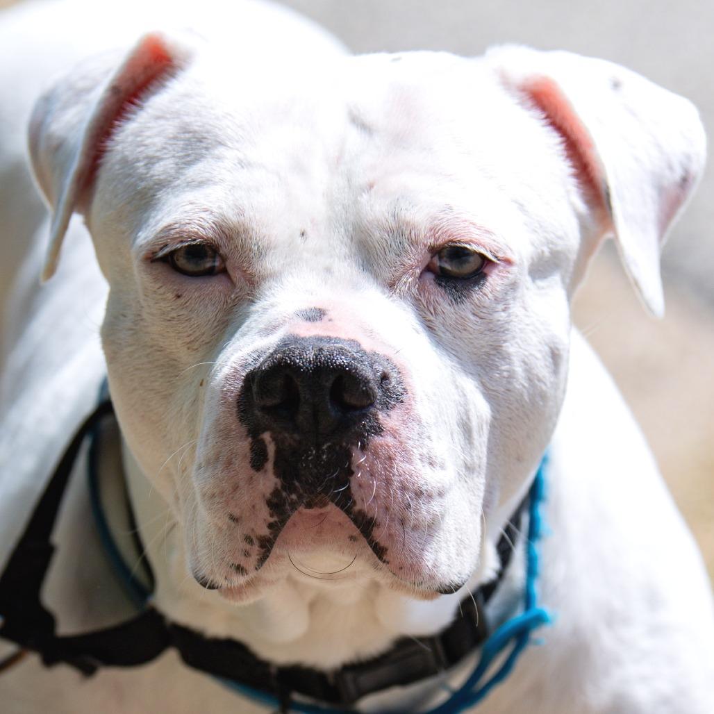 Odette, a Adoptable Mixed Breed in Kennebunk, ME image 6/6