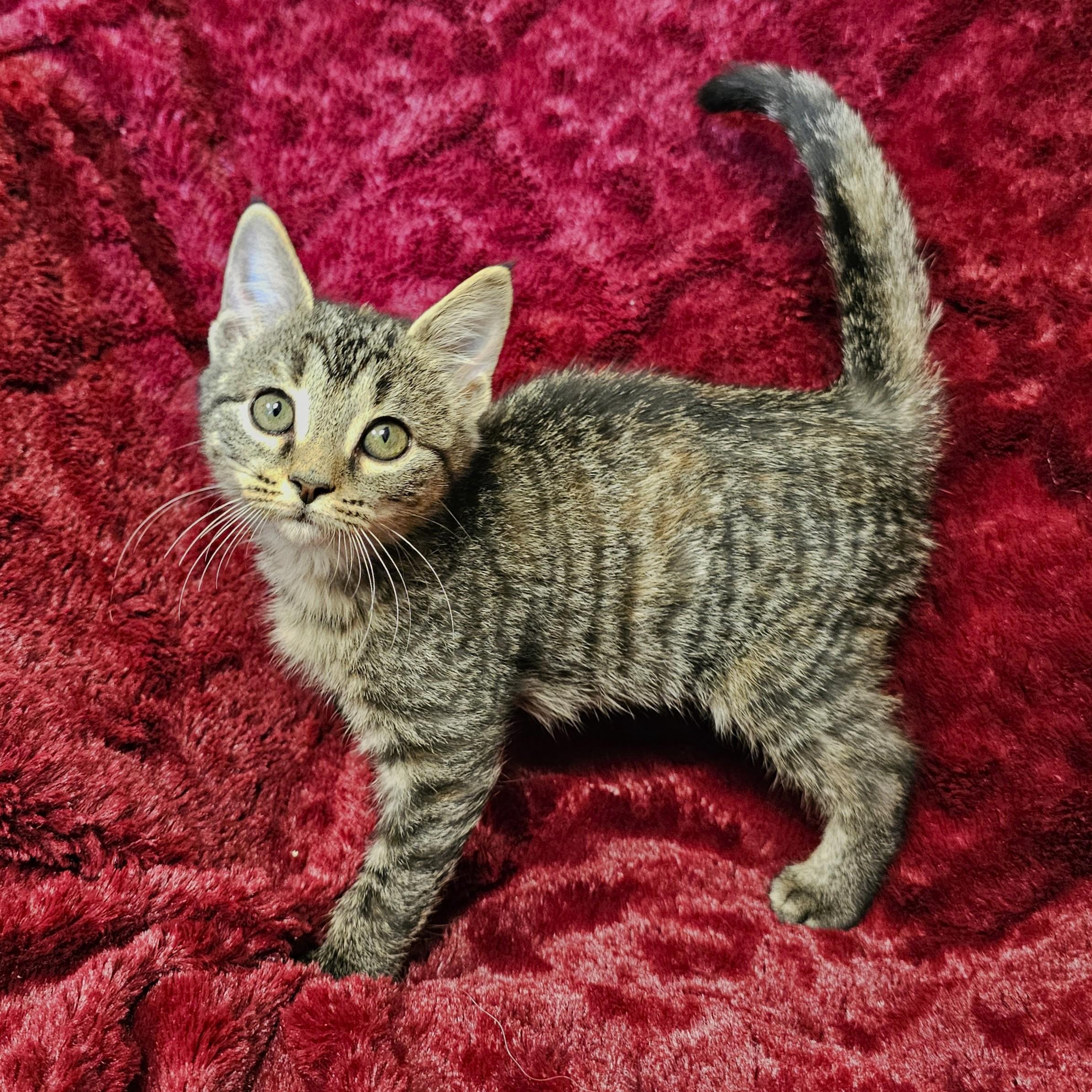 Spatula, Adoptable, Kitten Female Domestic Short Hair & Tabby.
