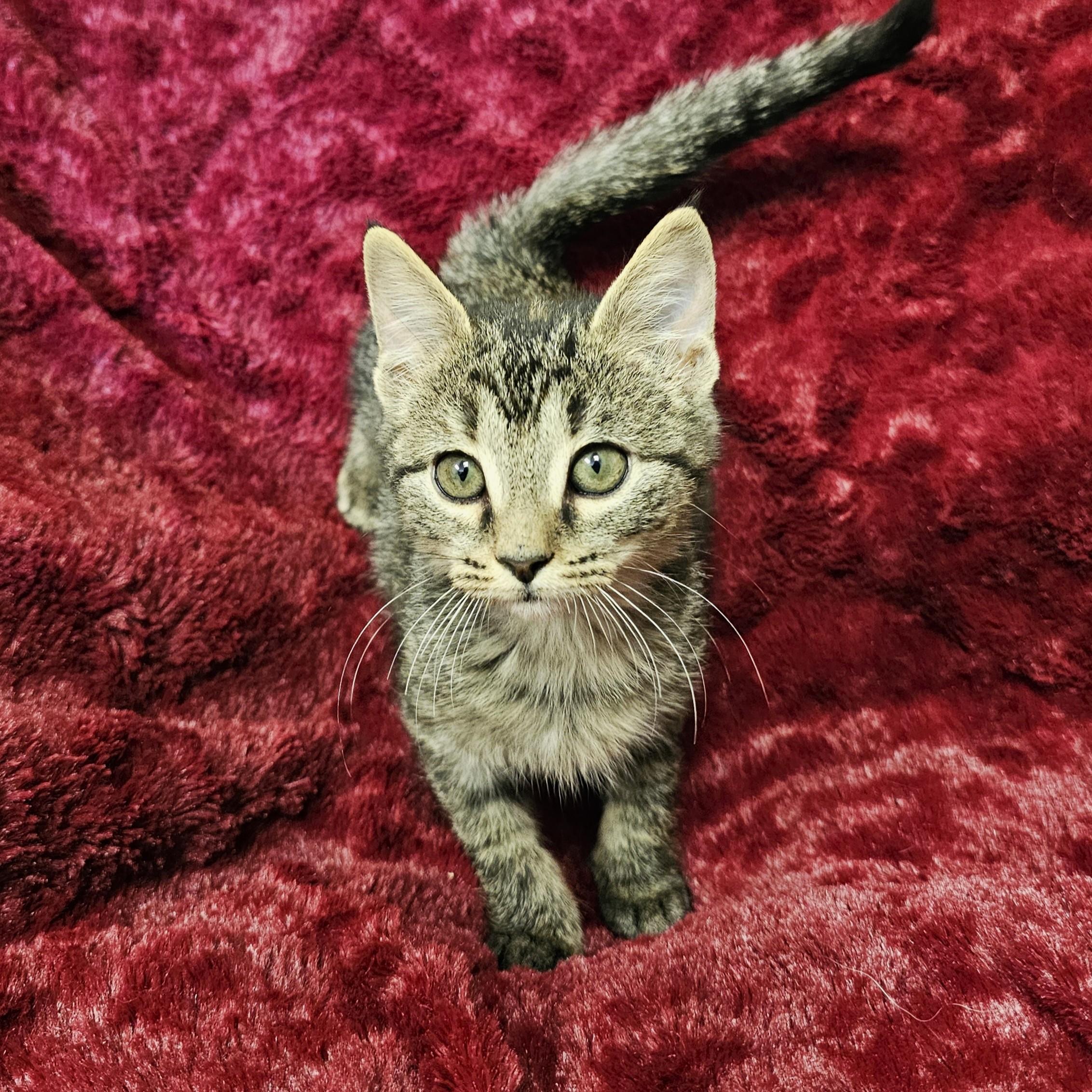 Enlarge Spatula, a Adoptable mixed breed in Searcy, AR image 5/5