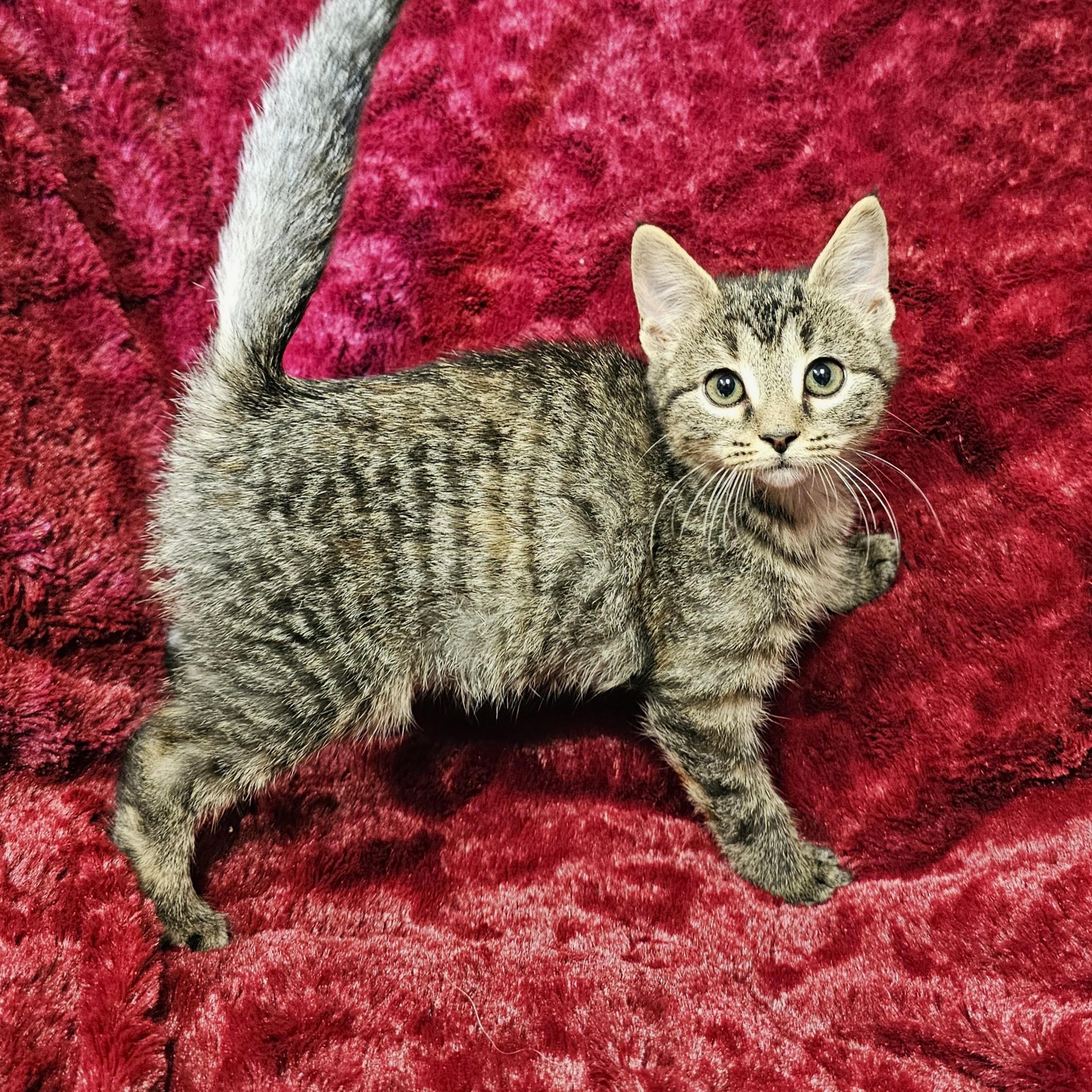 Enlarge Spatula, a Adoptable mixed breed in Searcy, AR image 4/5