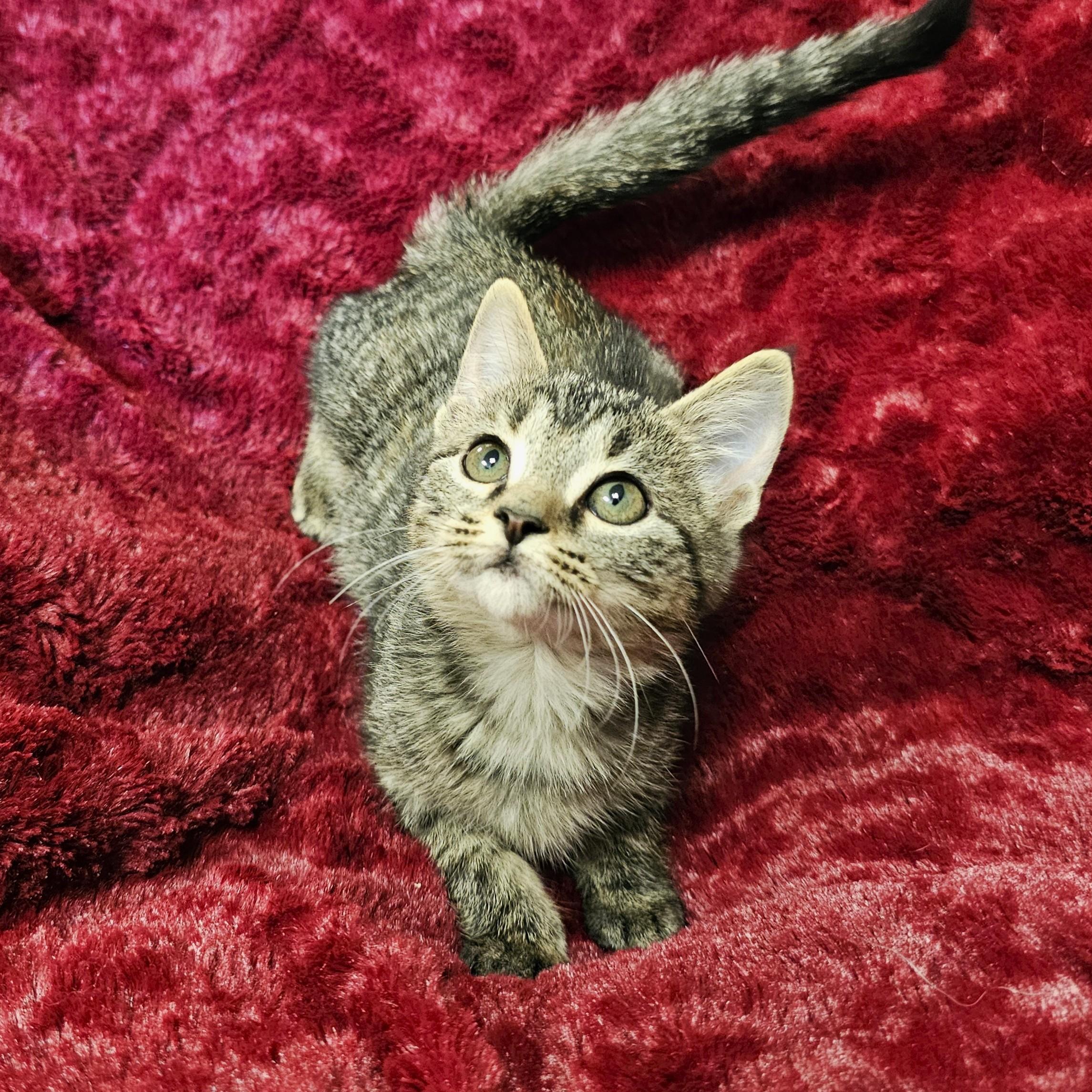 Enlarge Spatula, a Adoptable mixed breed in Searcy, AR image 3/5