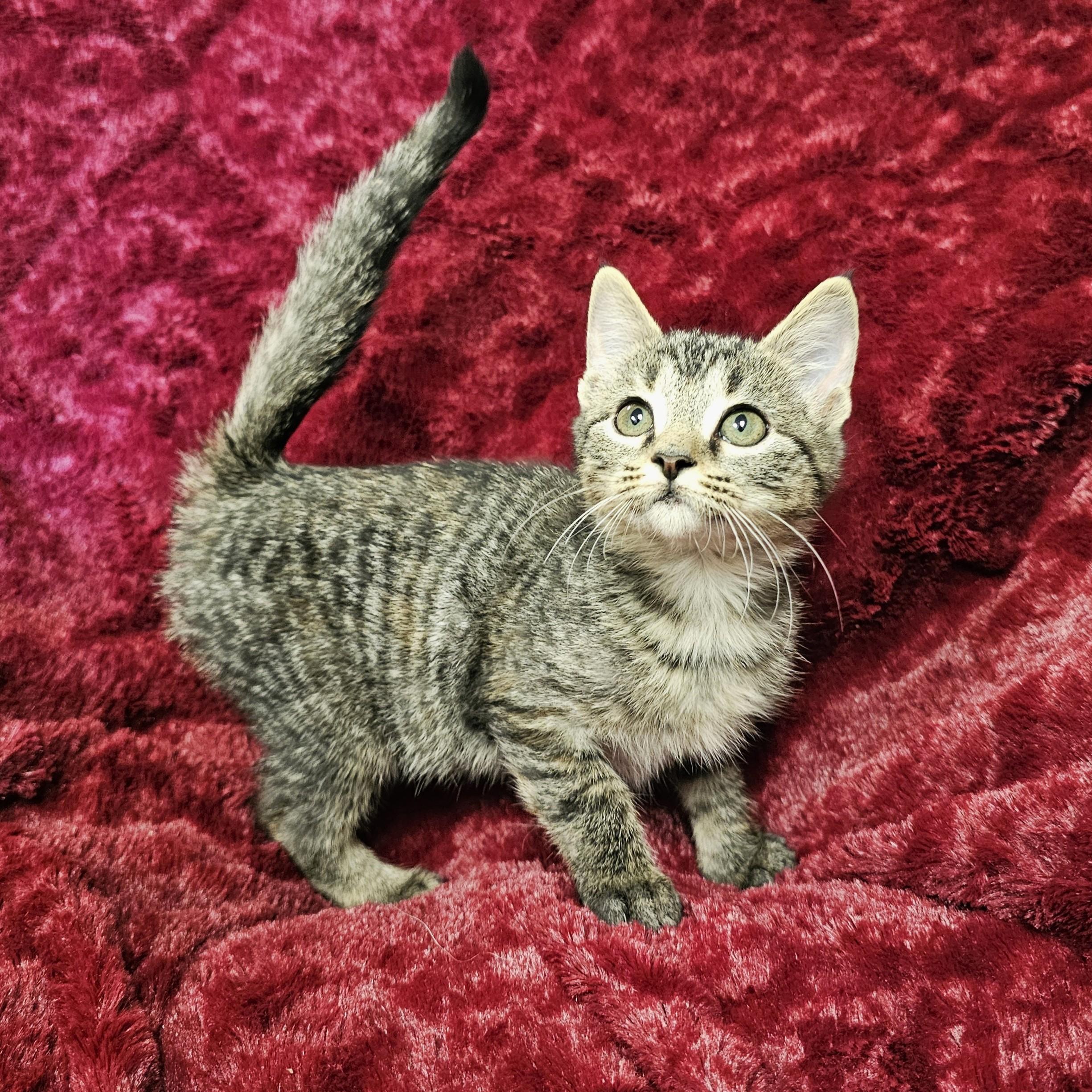 Enlarge Spatula, a Adoptable mixed breed in Searcy, AR image 2/5