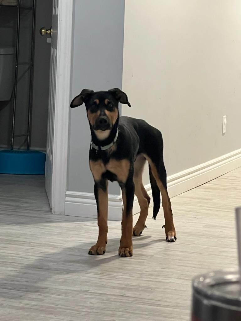 Wesley, a ADOPTABLE mixed breed in Owen Sound, ON image 2/6