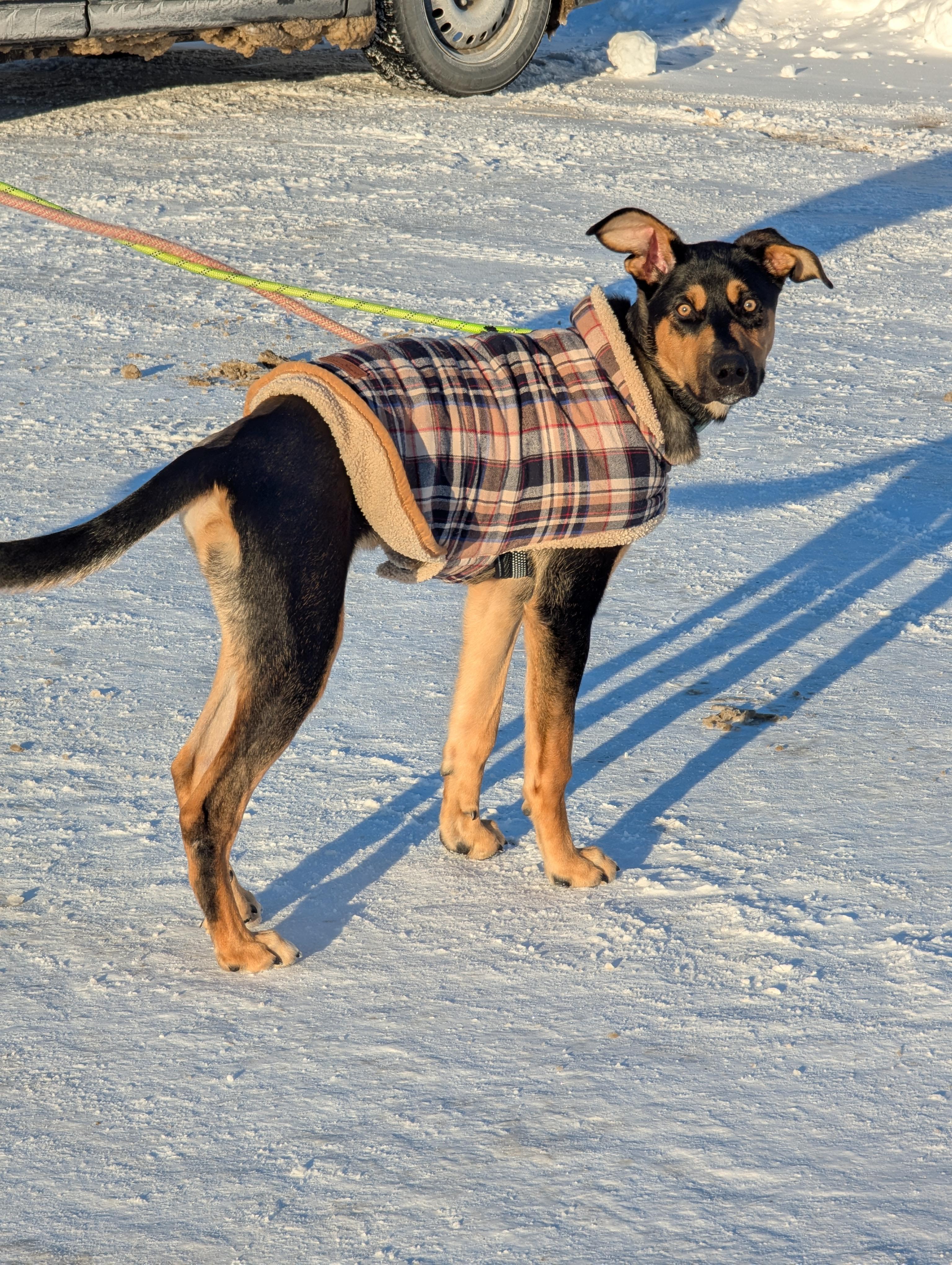 Wesley, a ADOPTABLE mixed breed in Owen Sound, ON image 6/6
