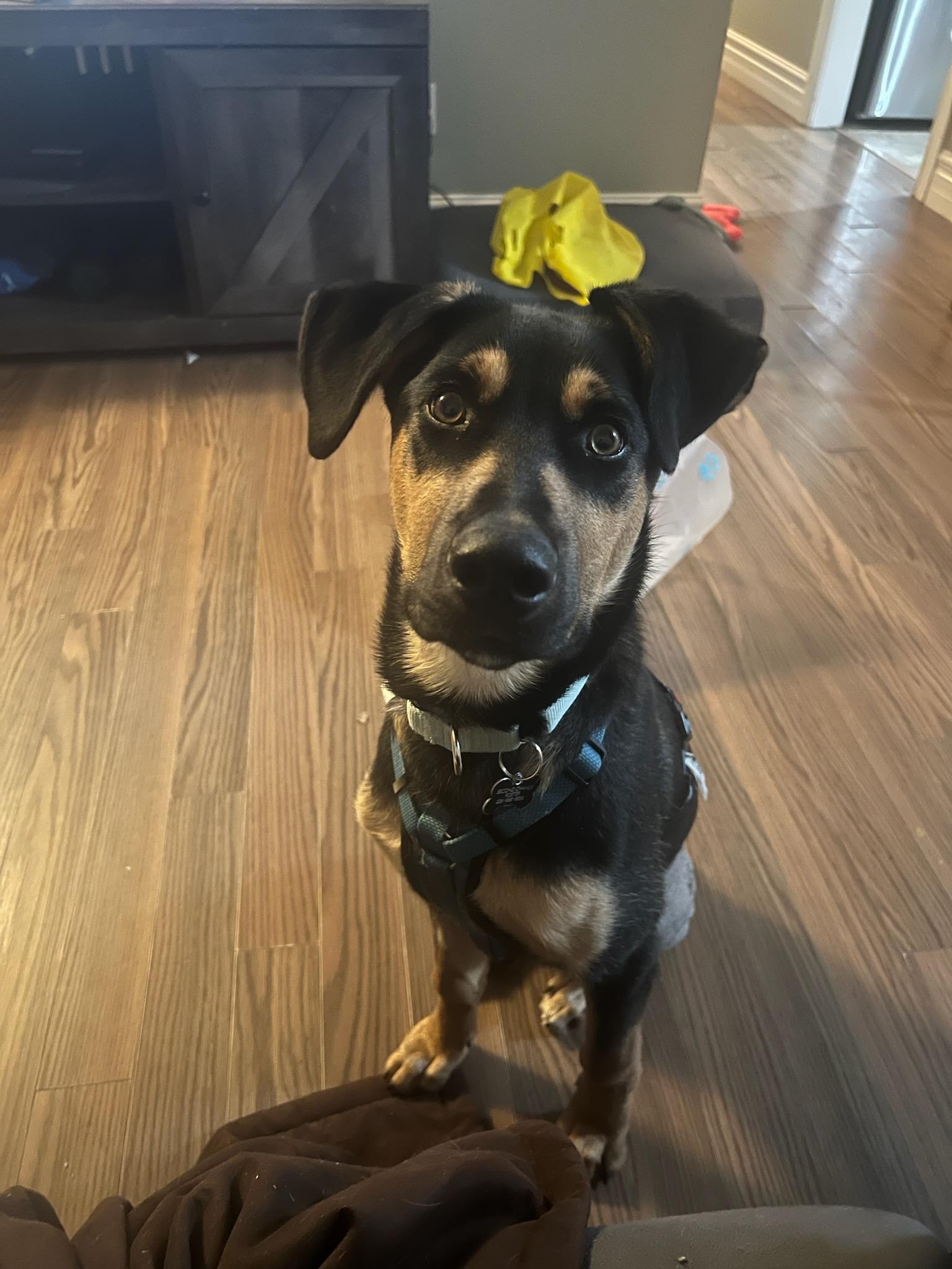 Wesley, a ADOPTABLE mixed breed in Owen Sound, ON image 4/6