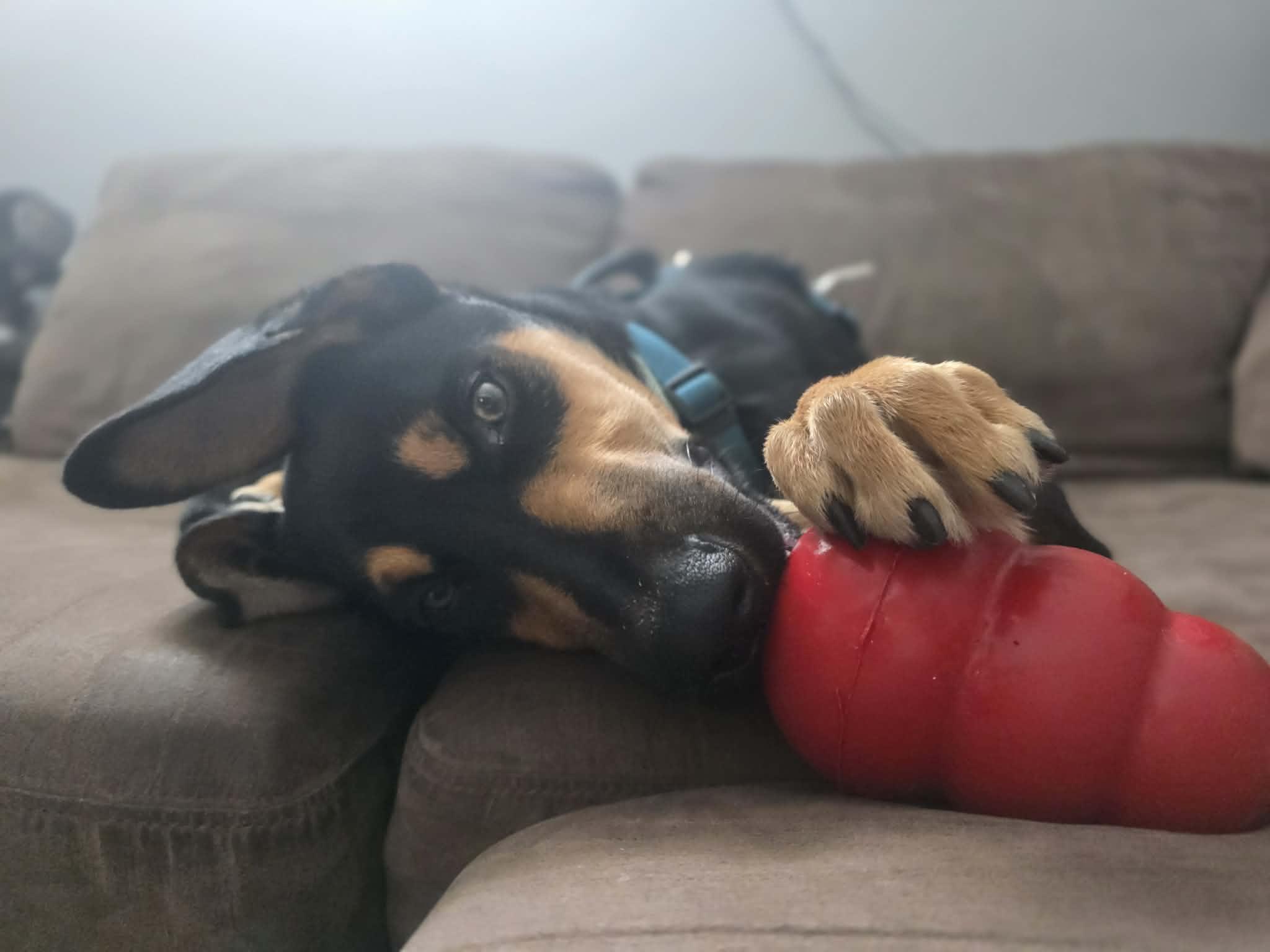 Wesley, a ADOPTABLE mixed breed in Owen Sound, ON image 3/6