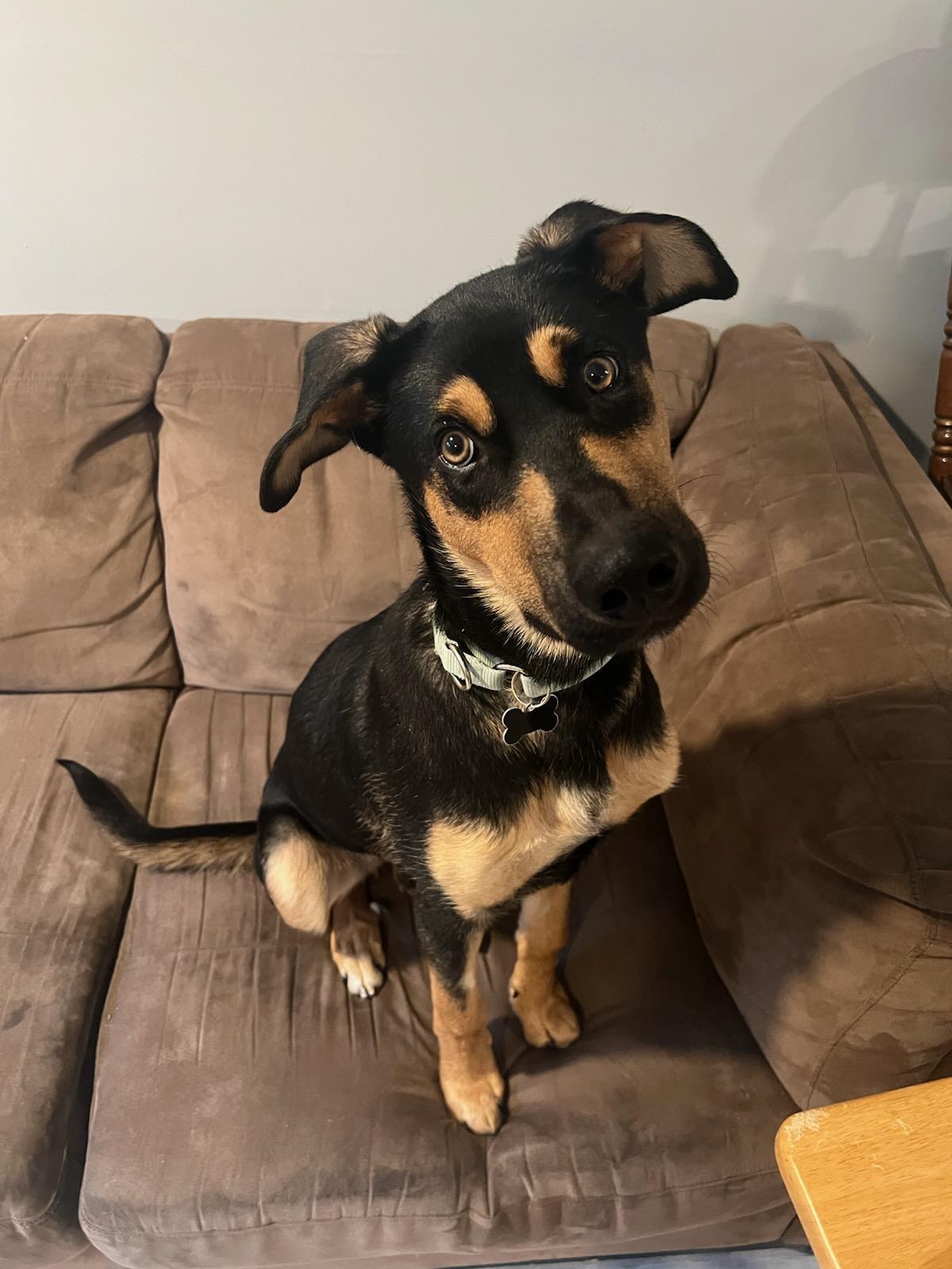 Wesley, ADOPTABLE, Young Male Rottweiler.