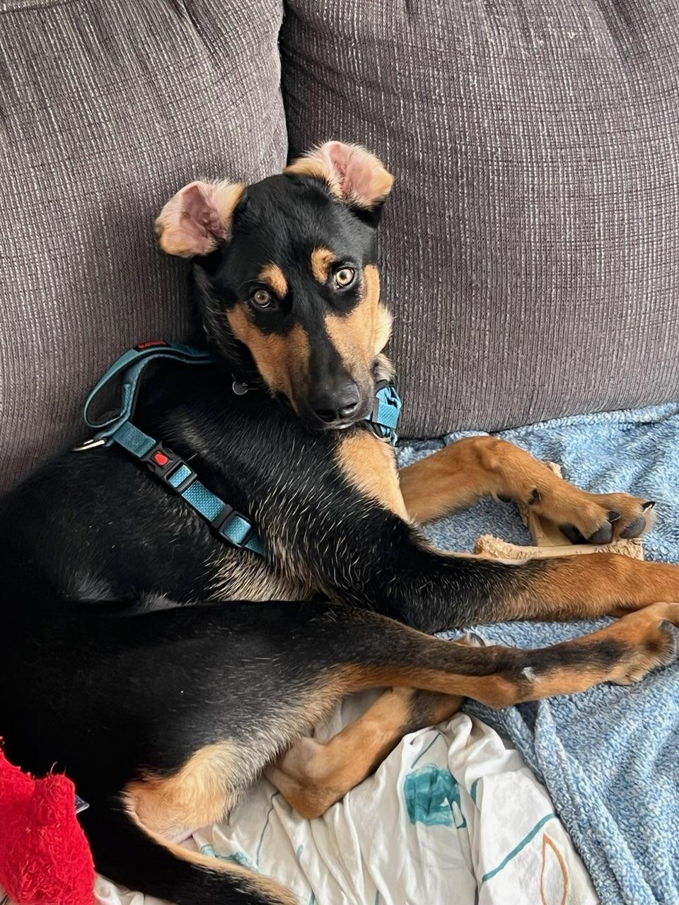 Wesley, a ADOPTABLE mixed breed in Owen Sound, ON image 5/6