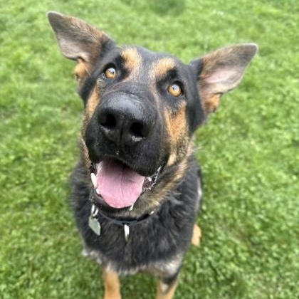 Dakota, ADOPTABLE, Adult Female German Shepherd Dog.