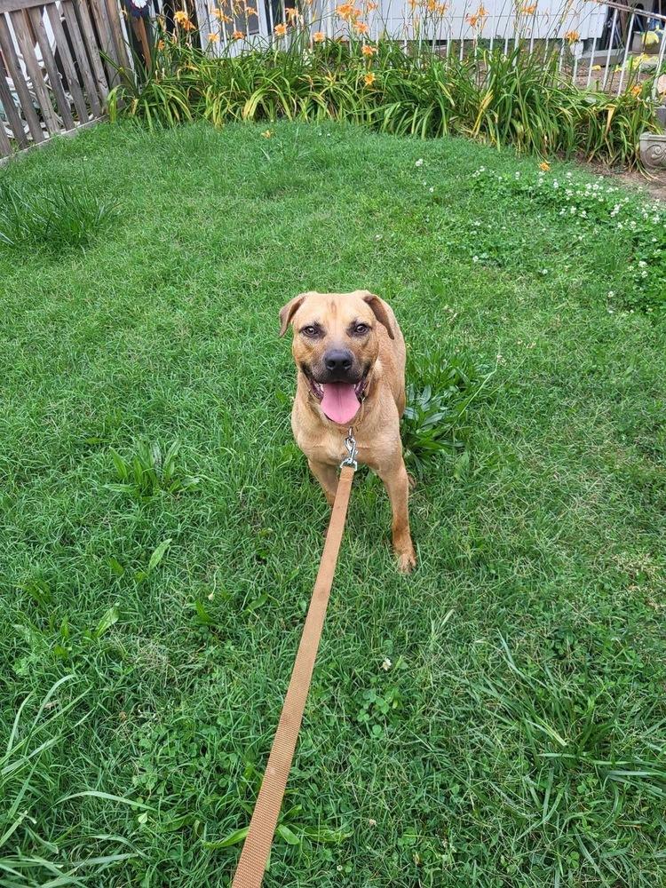 Hudson, Adoptable, Adult Male Labrador Retriever.