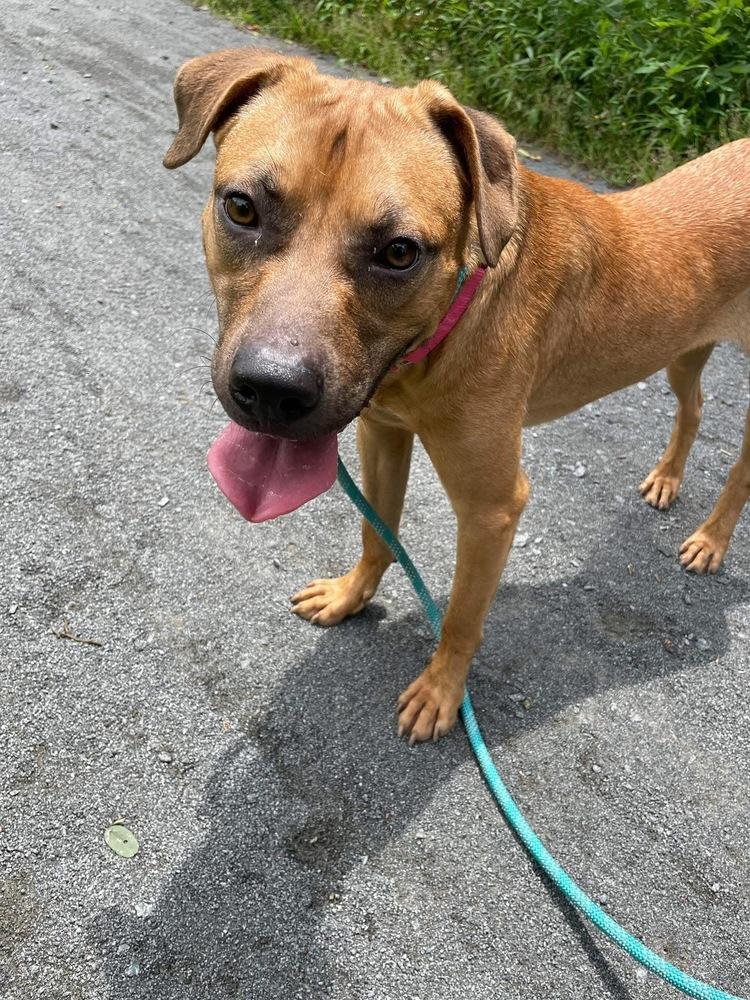 Enlarge Hudson, a Adoptable mixed breed in Pottstown, PA image 2/6