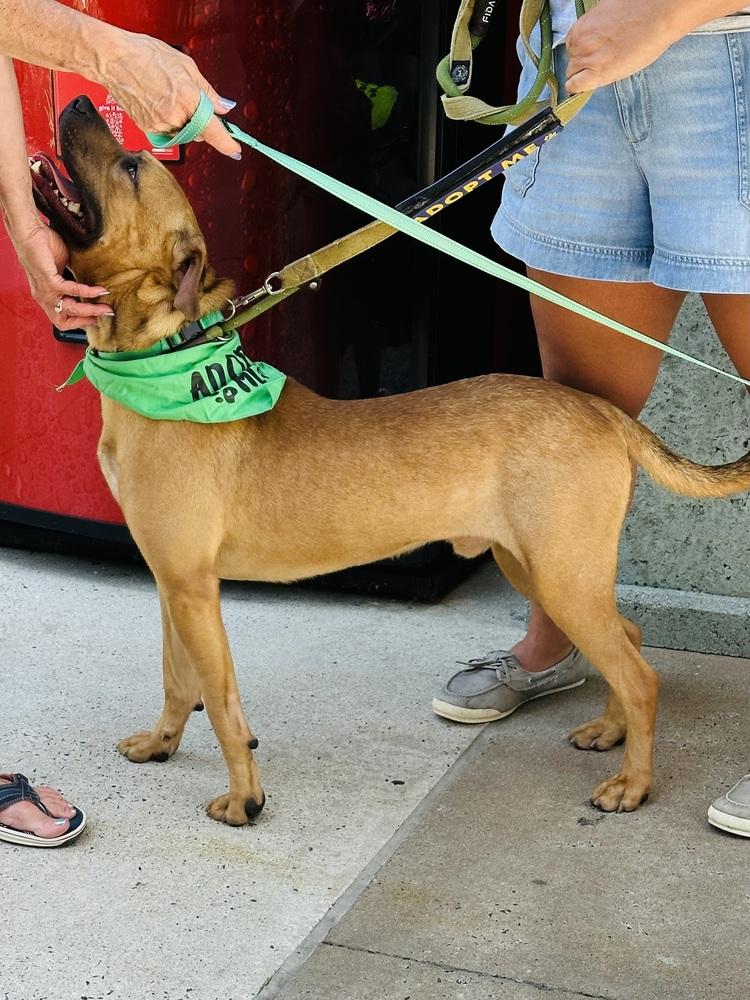 Hudson, a Adoptable mixed breed in Pottstown, PA image 2/6