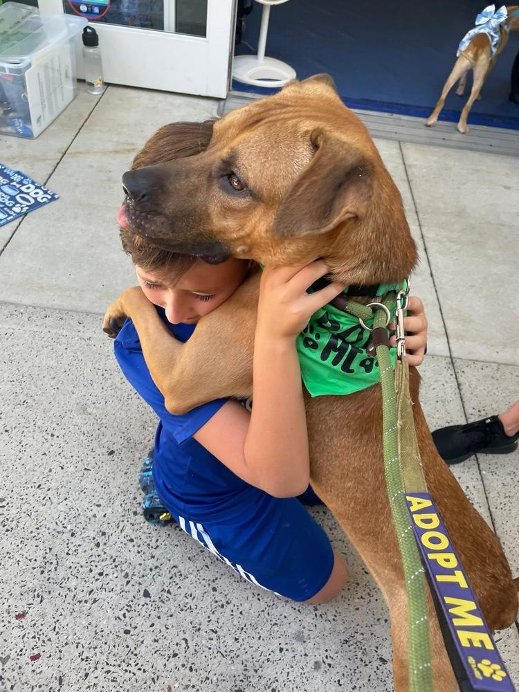 Enlarge Hudson, a Adoptable mixed breed in Pottstown, PA image 4/6