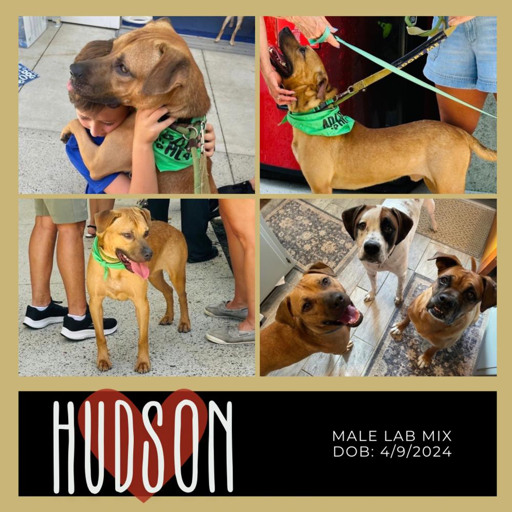 Hudson, a Adoptable mixed breed in Pottstown, PA image 3/6