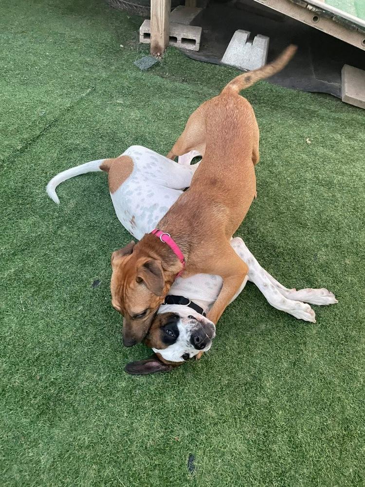 Enlarge Hudson, a Adoptable mixed breed in Pottstown, PA image 5/6