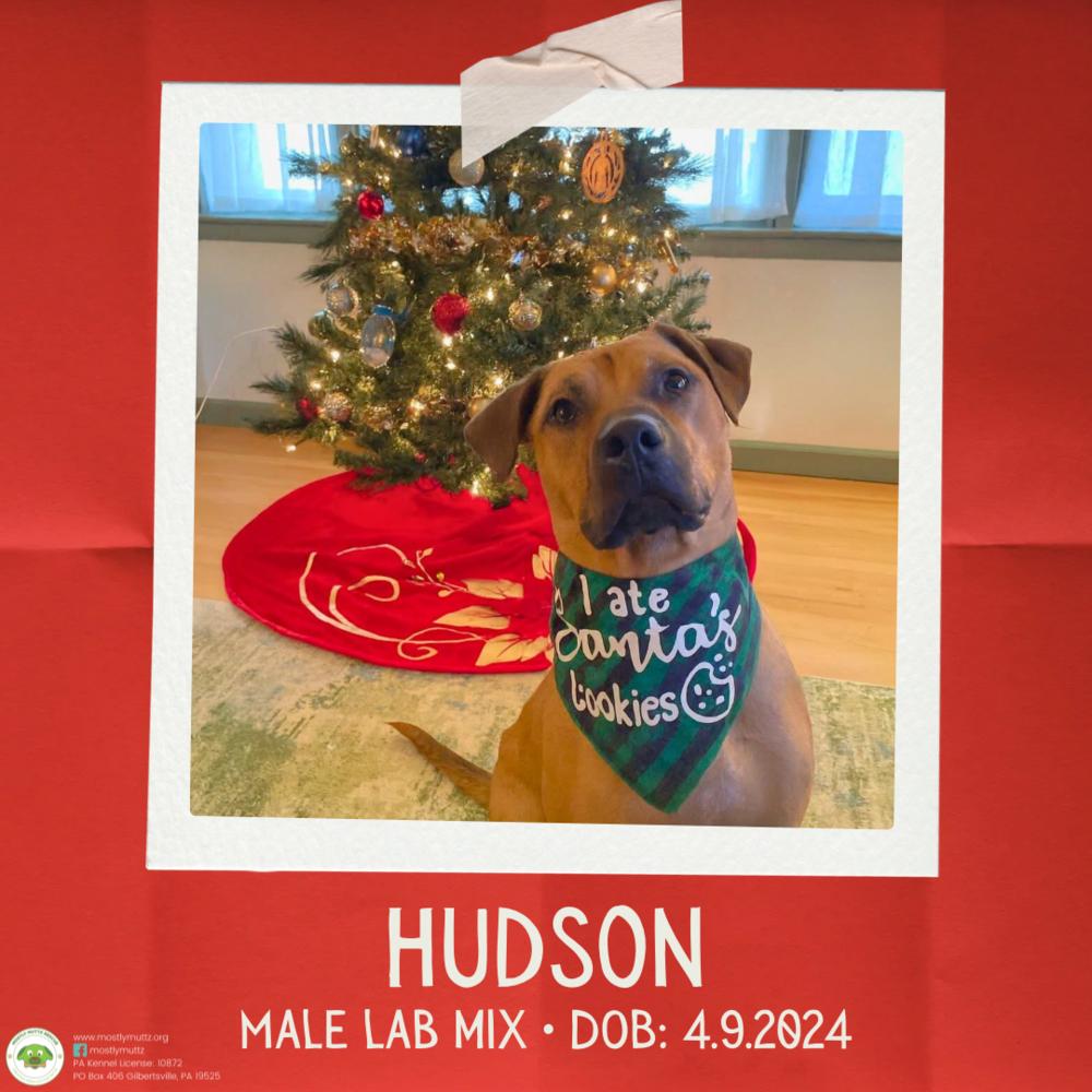 Hudson, Adoptable, Adult Male Labrador Retriever.