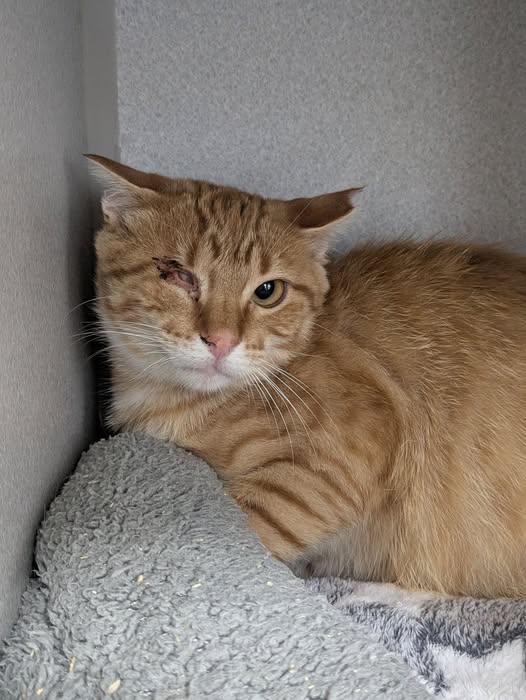 Enlarge Toro, a ADOPTABLE Domestic Short Hair in West Des Moines, IA image 1/1