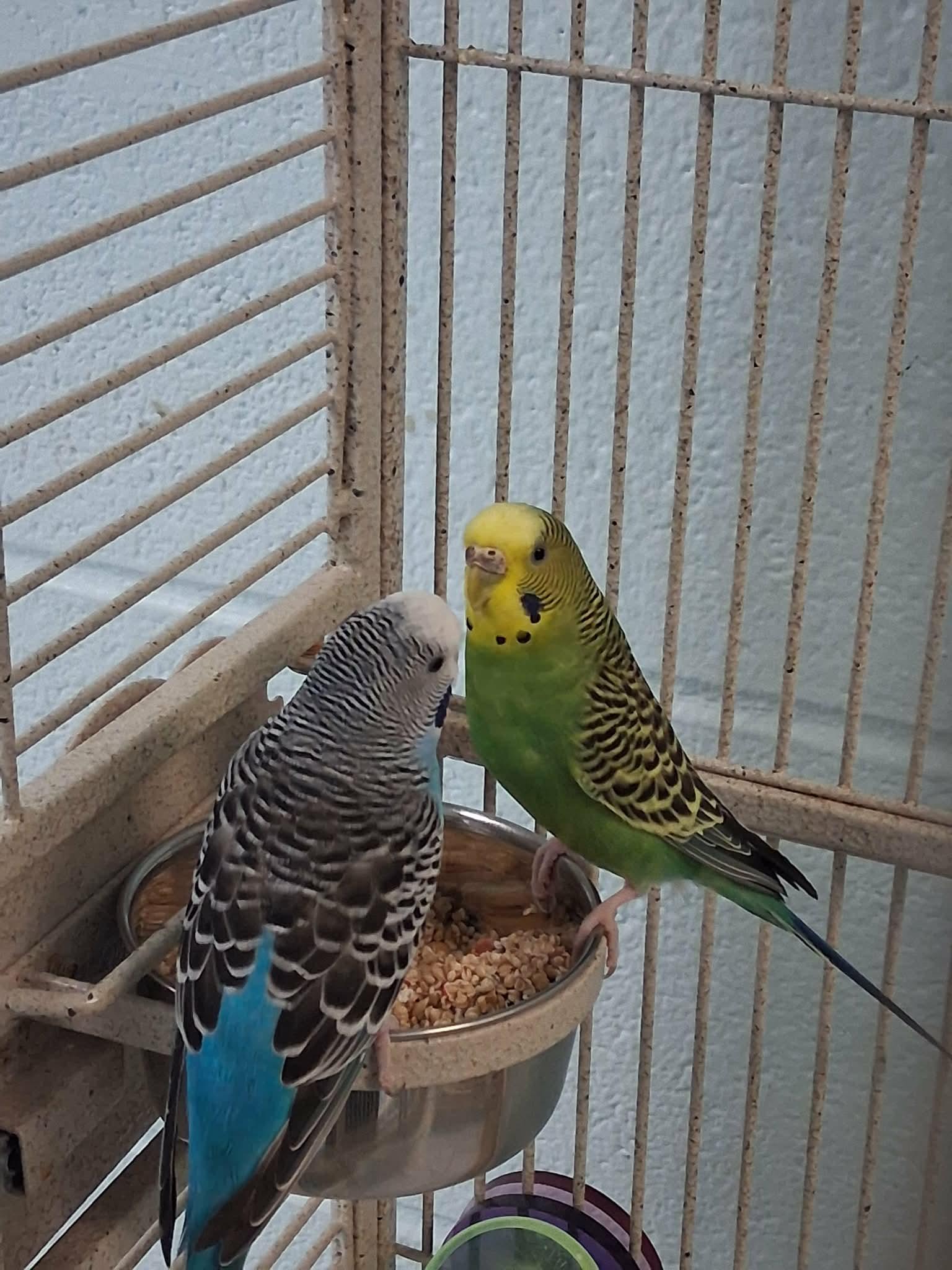 Mermaid Man and Barnicle Boy, Adoptable, Adult Male Parakeet (Other).