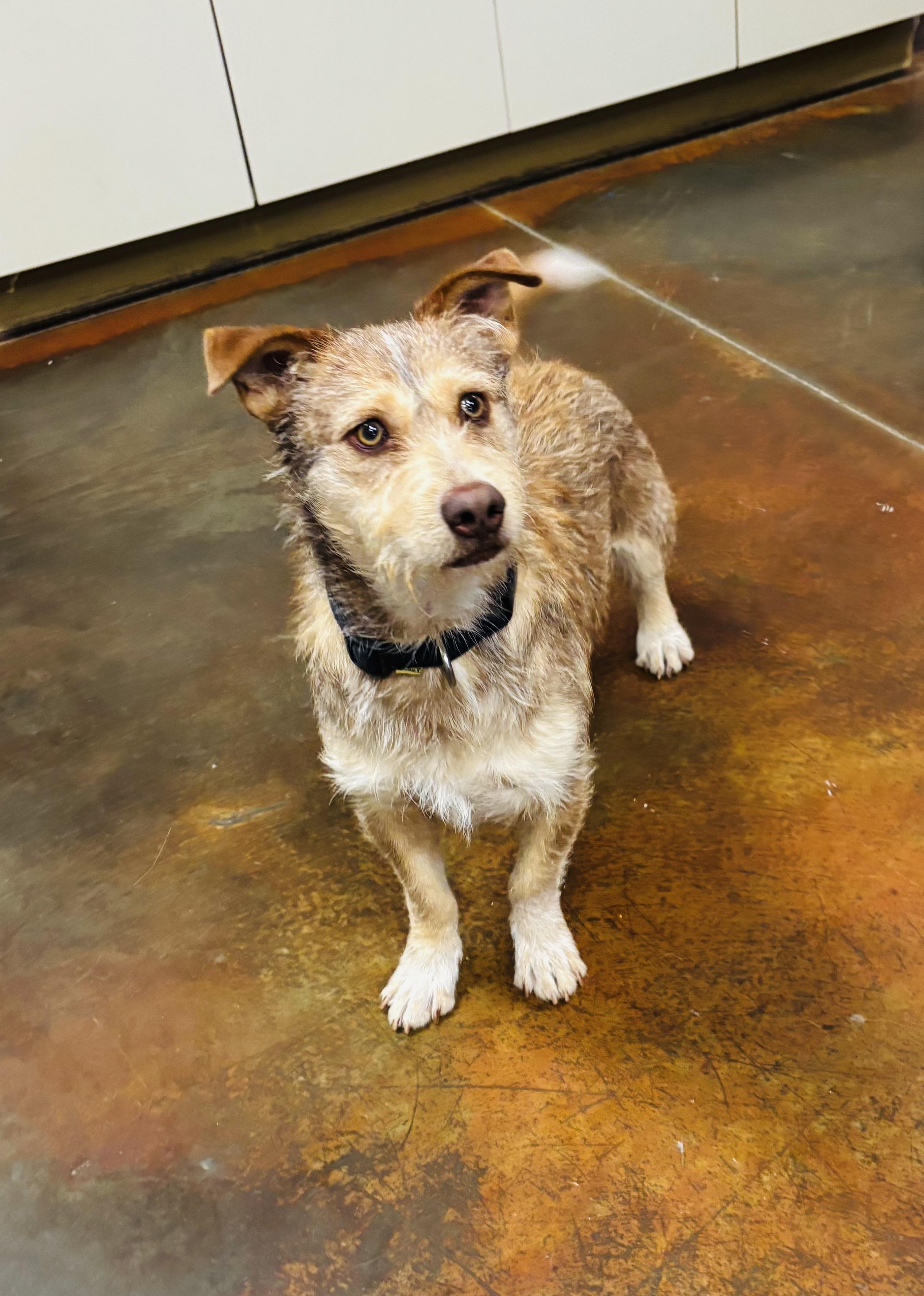 Hector , ADOPTABLE, Adult Male Terrier.