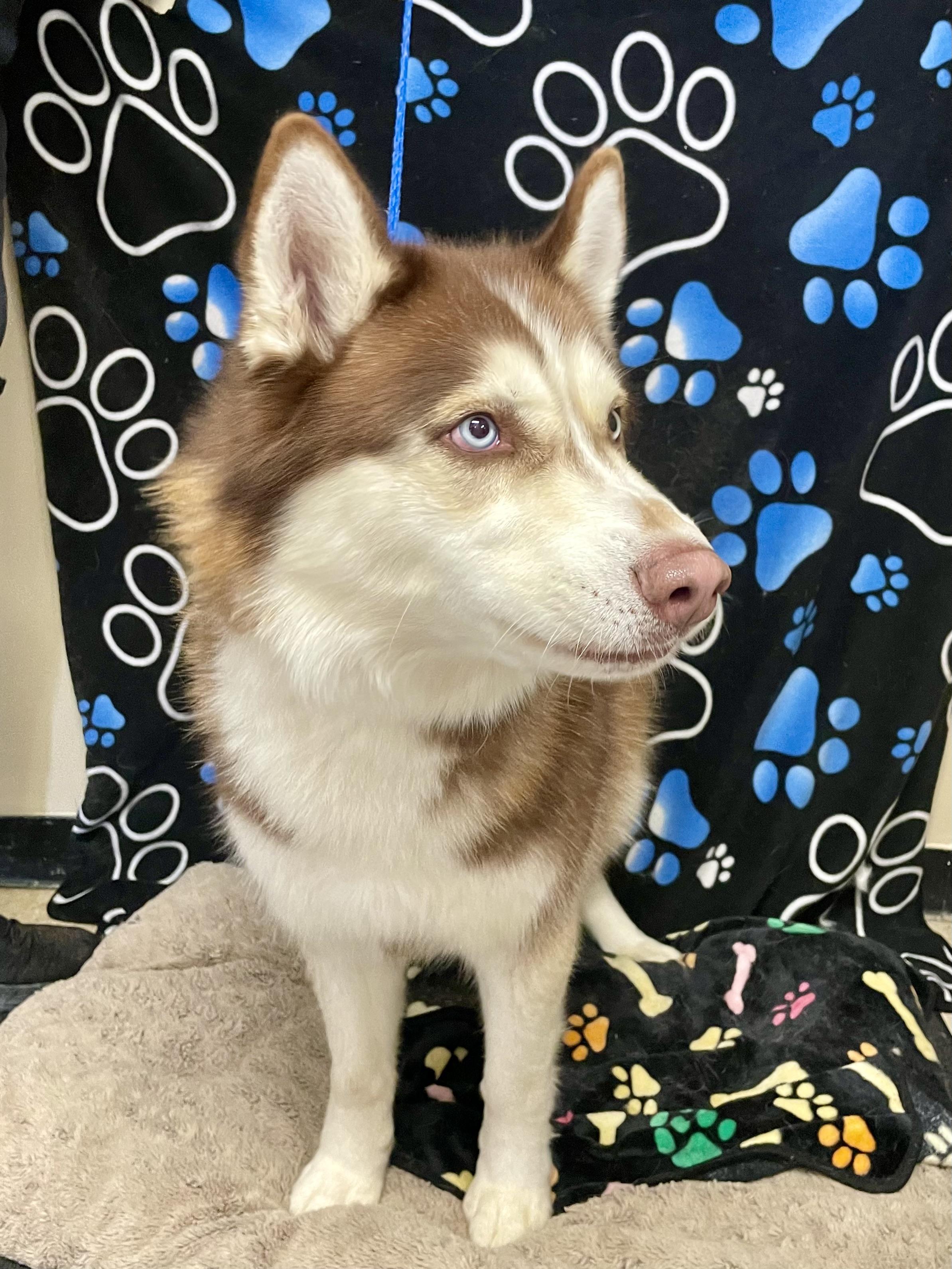Enlarge Dirk , an adopted Husky in Washington Court House, OH image 3/5