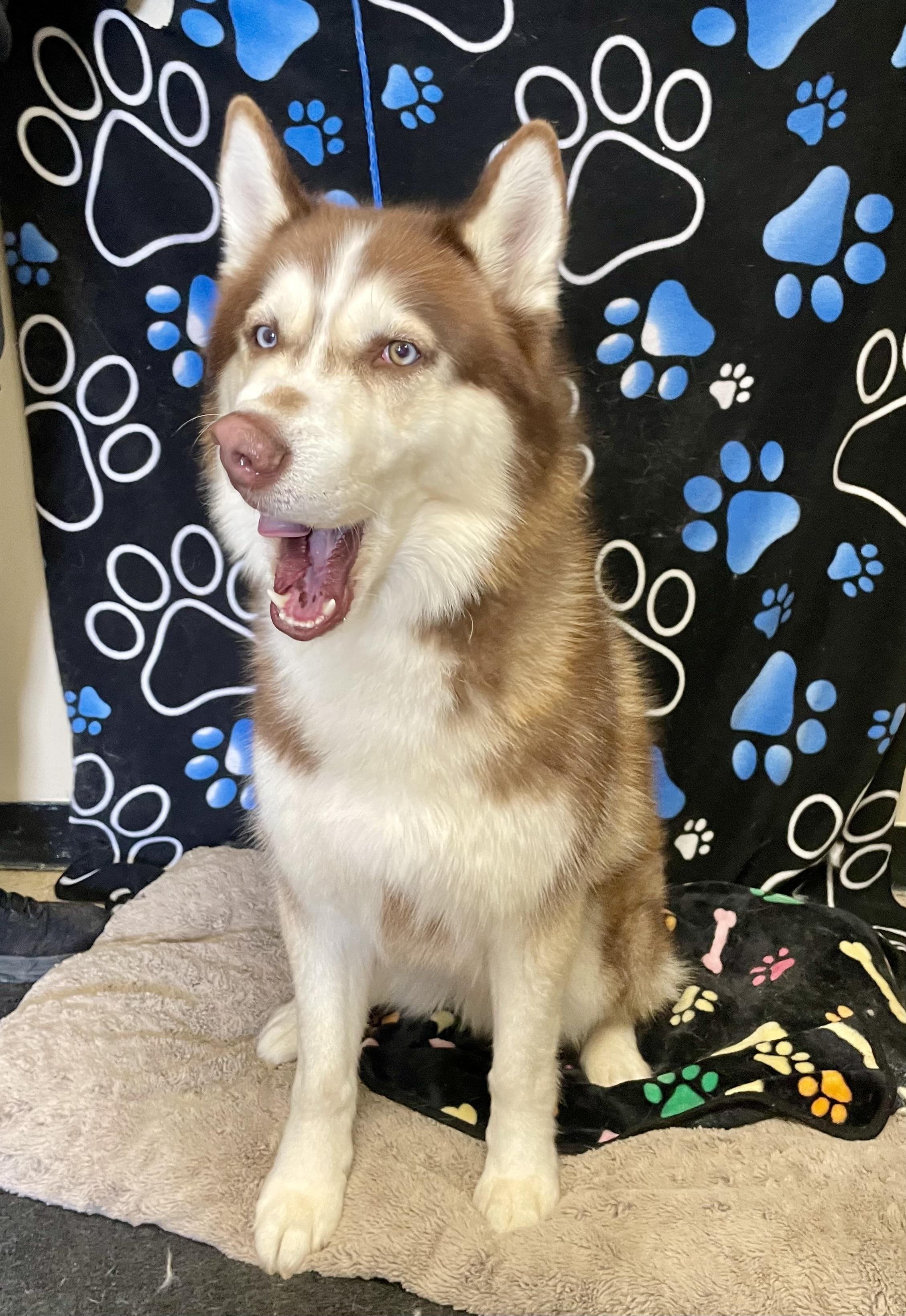 Enlarge Dirk , an adopted Husky in Washington Court House, OH image 2/5