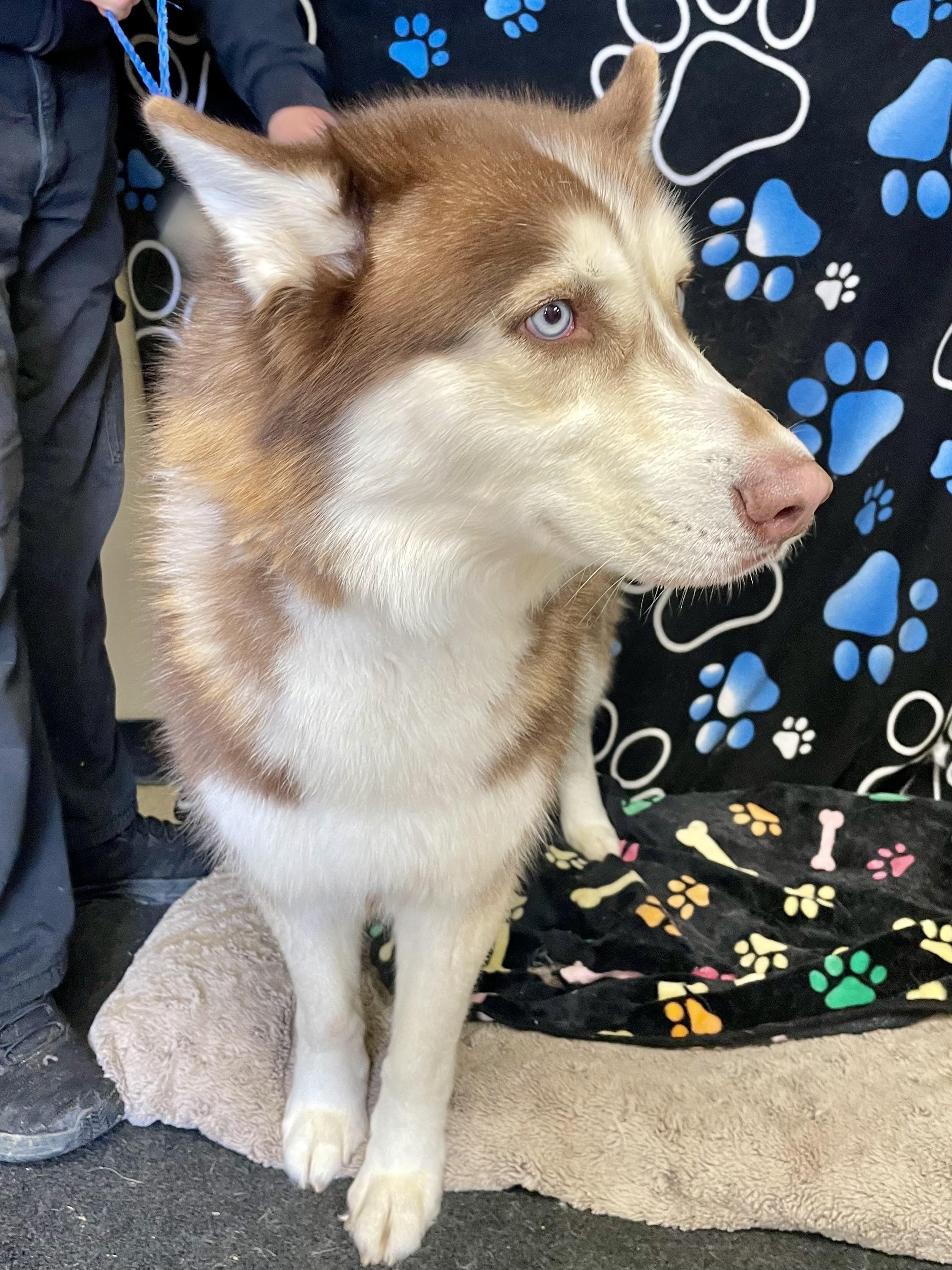 Enlarge Dirk , an adopted Husky in Washington Court House, OH image 5/5