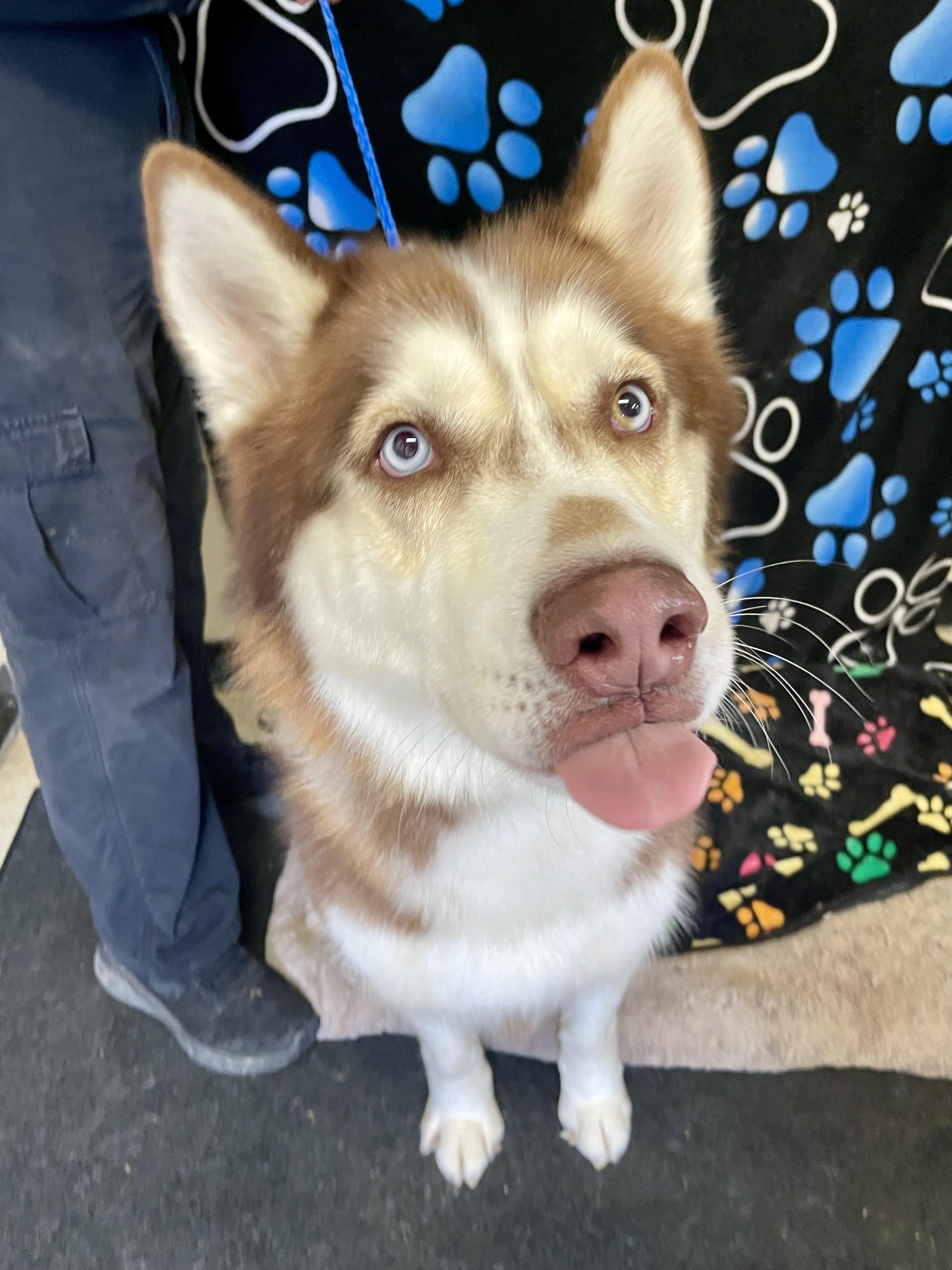 Dirk , adopted, Adult Male Husky.