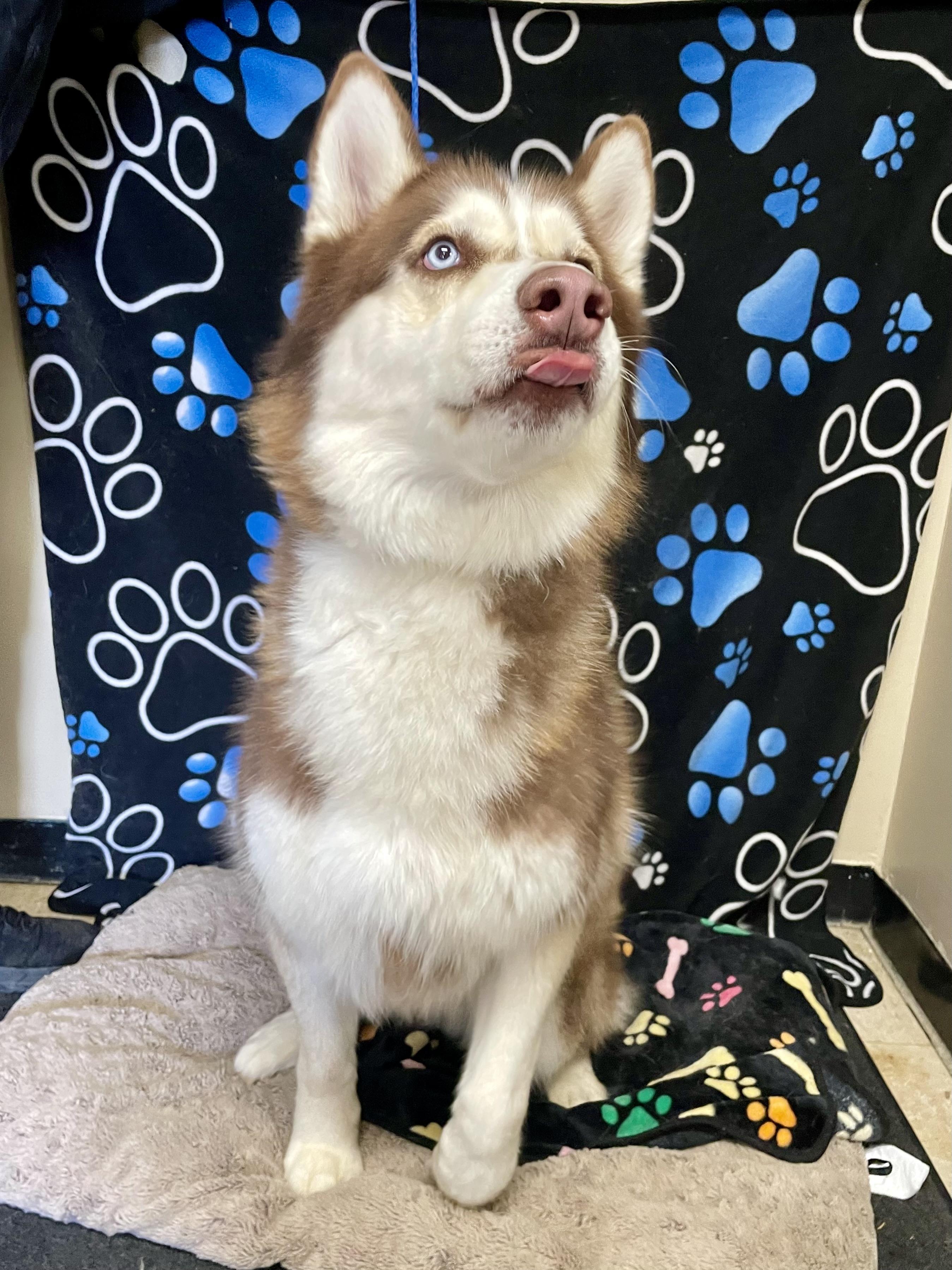 Enlarge Dirk , an adopted Husky in Washington Court House, OH image 4/5