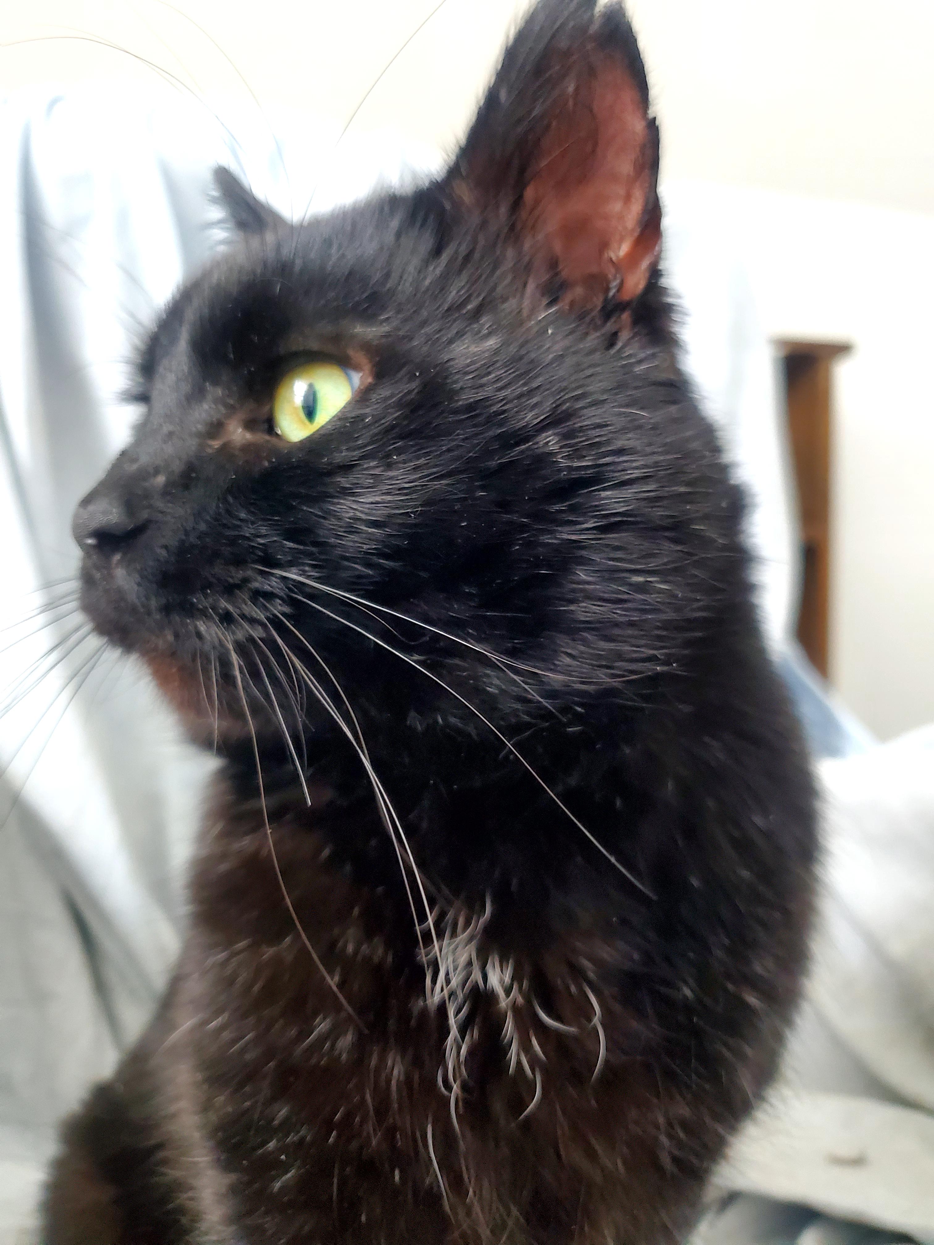 Mr. Personality! , a Adoptable mixed breed in Gladwin, MI image 5/6