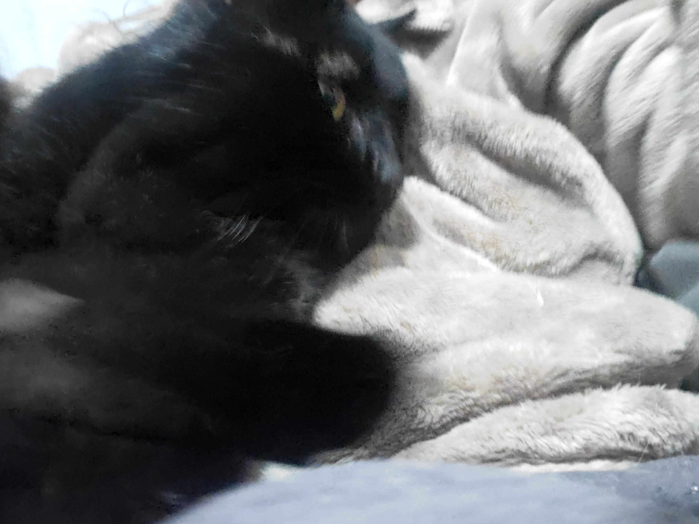 Mr. Personality! , a Adoptable mixed breed in Gladwin, MI image 6/6