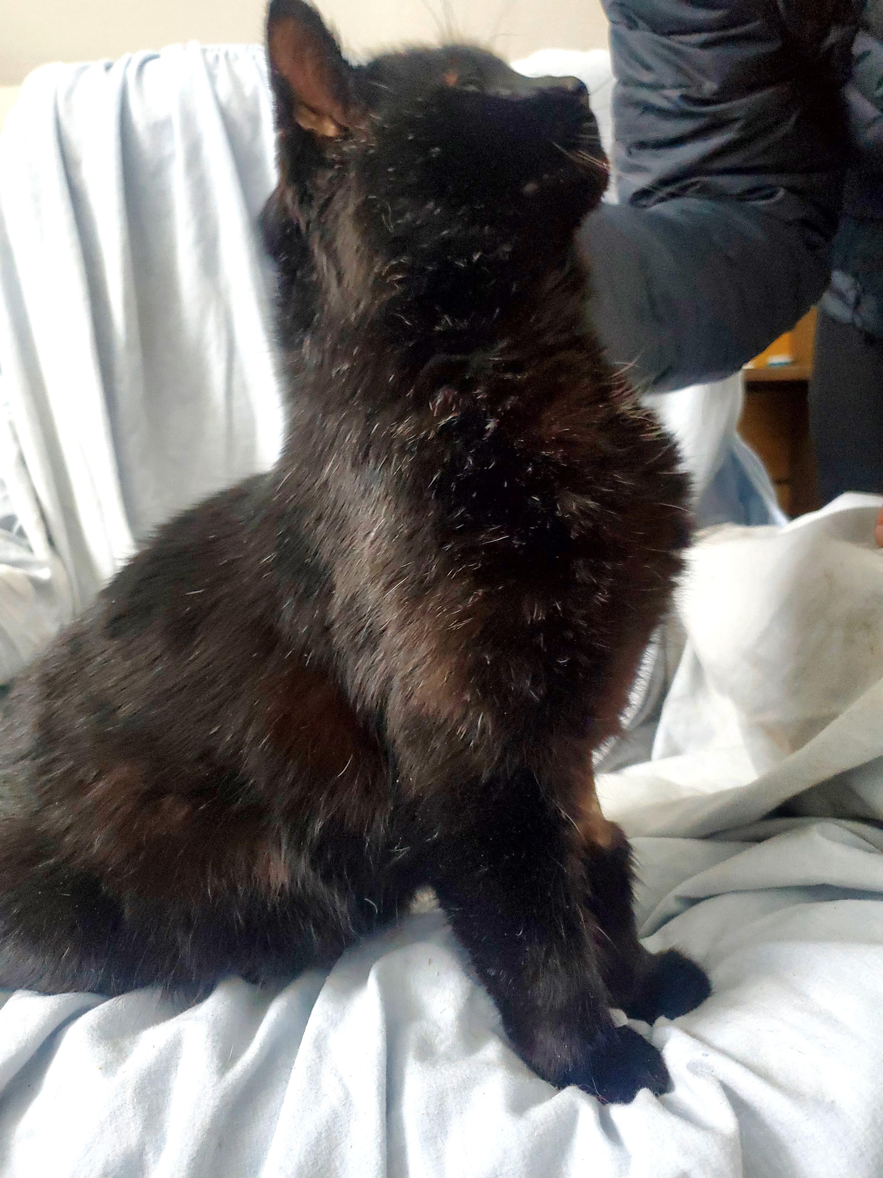 Mr. Personality! , a Adoptable mixed breed in Gladwin, MI image 2/6