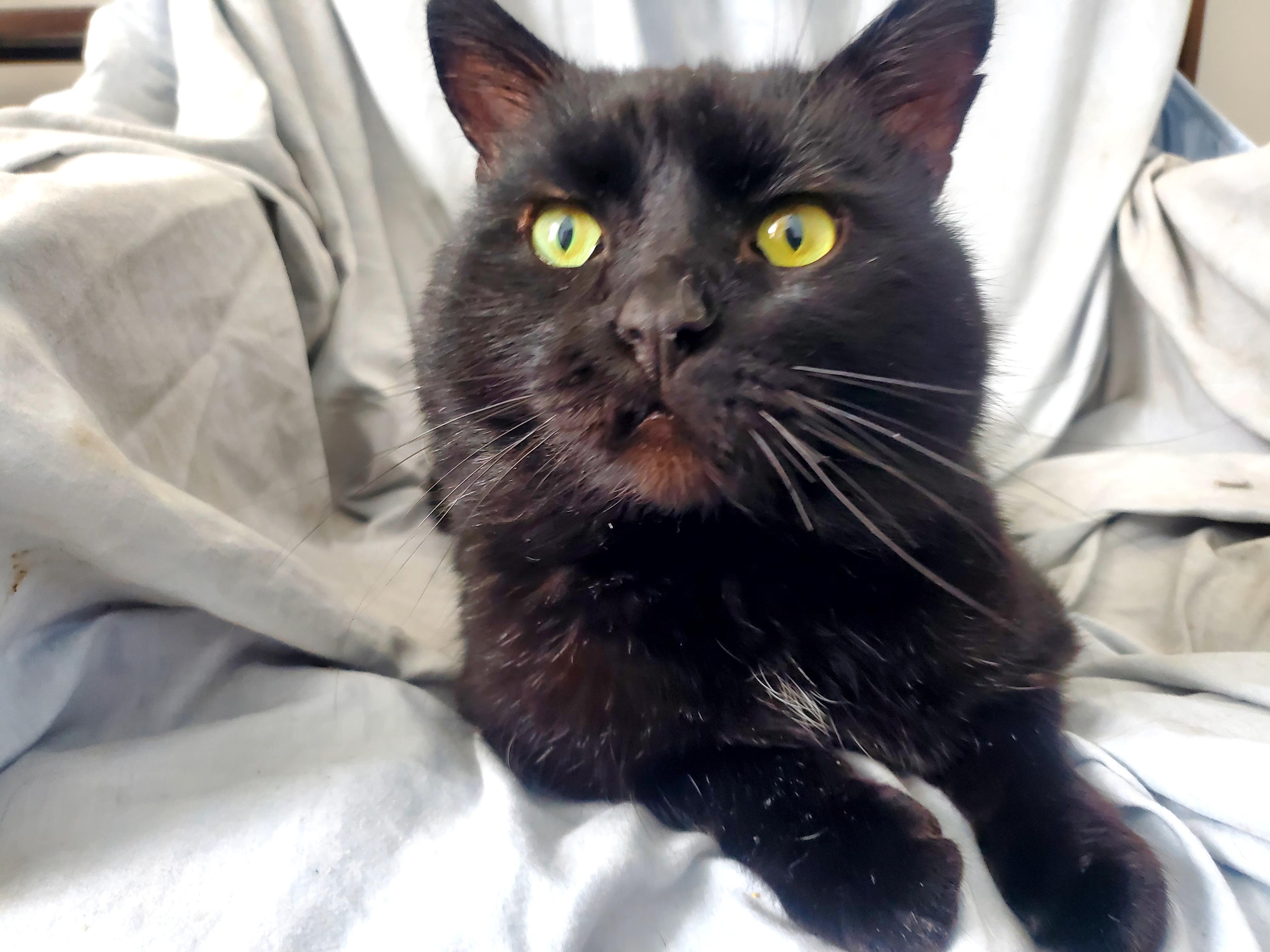 Mr. Personality! , a Adoptable mixed breed in Gladwin, MI image 4/6